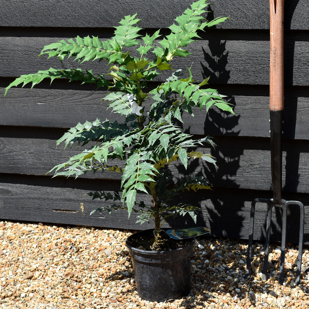 Mahonia media Charity | Oregon grape 'Charity' -Height 50-70cm - 5lt