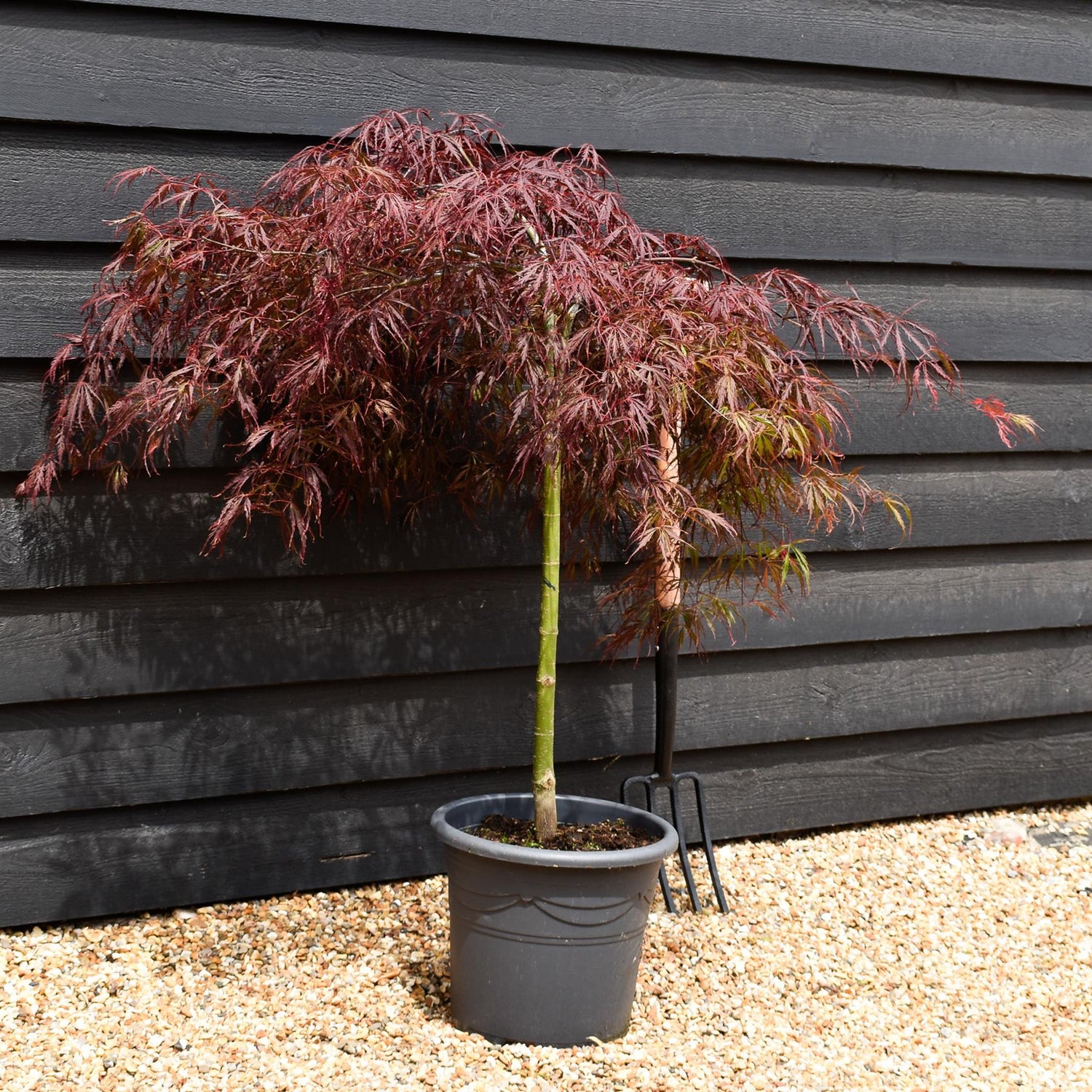 Acer palmatum 'Tamukeyama' | Purple Threadleaf Japanese maple - Quarter Standard - Clear Stem 50cm - Height 80-100cm - 15lt