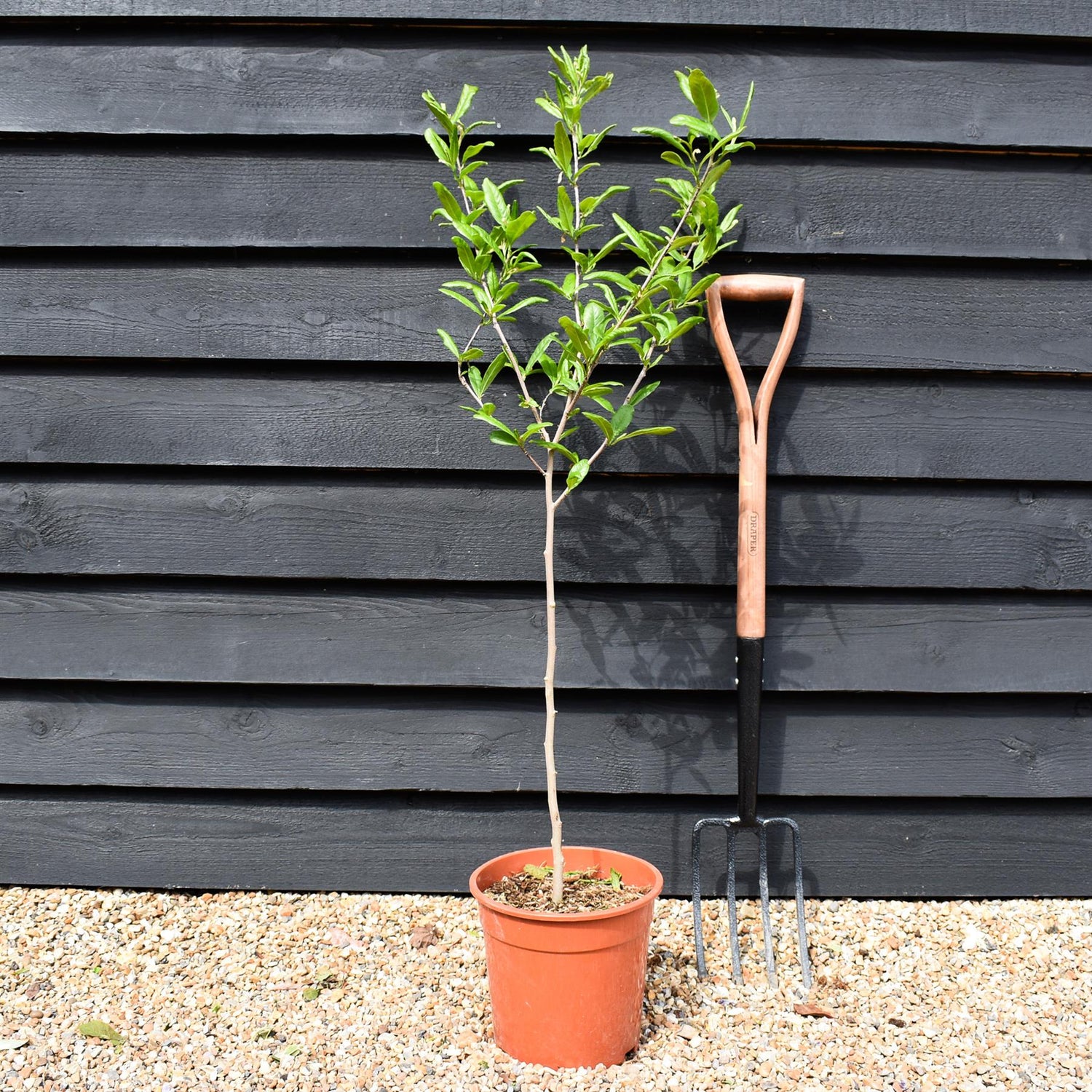Magnolia Stellata - Quarter Standard - Clear Stem 50cm - Height 100cm - 7lt