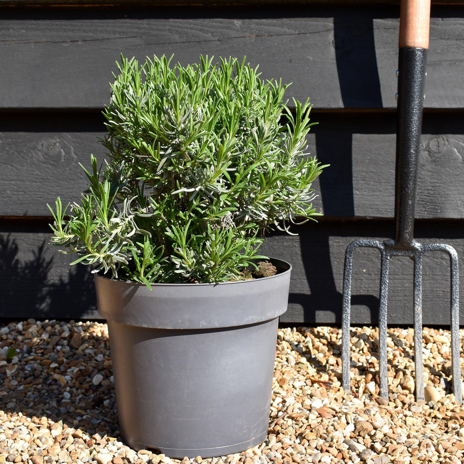 Lavandula | English Lavender 'Munstead' - 20-30cm, 5lt