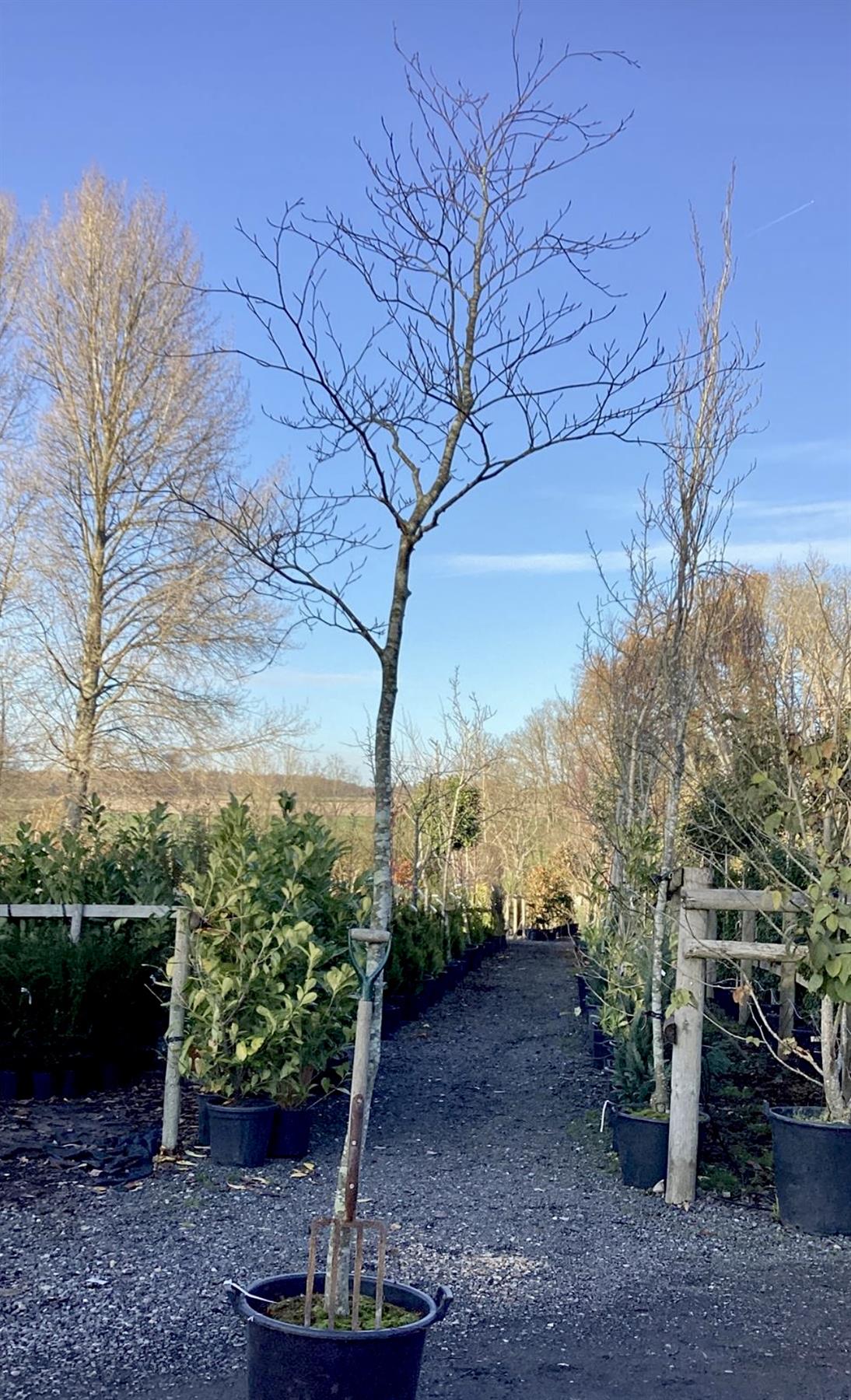Fagus sylvatica | European Beech - 100lt