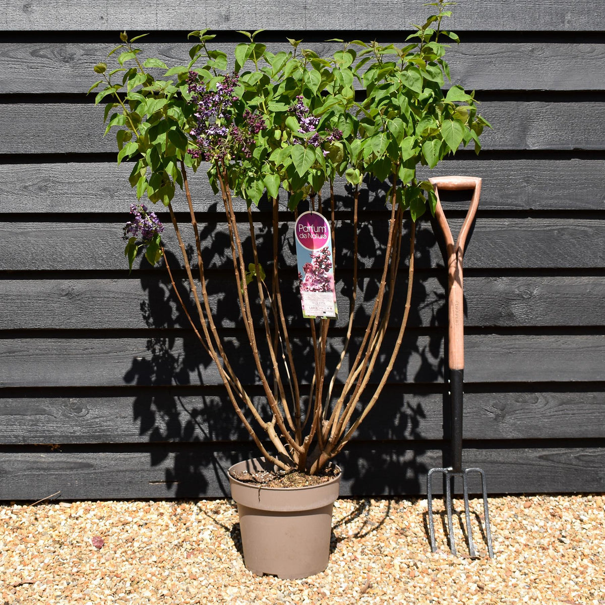 Syringa vulgaris 'Violetta' | lilac 'Violetta' - Height 80-100cm - 10lt