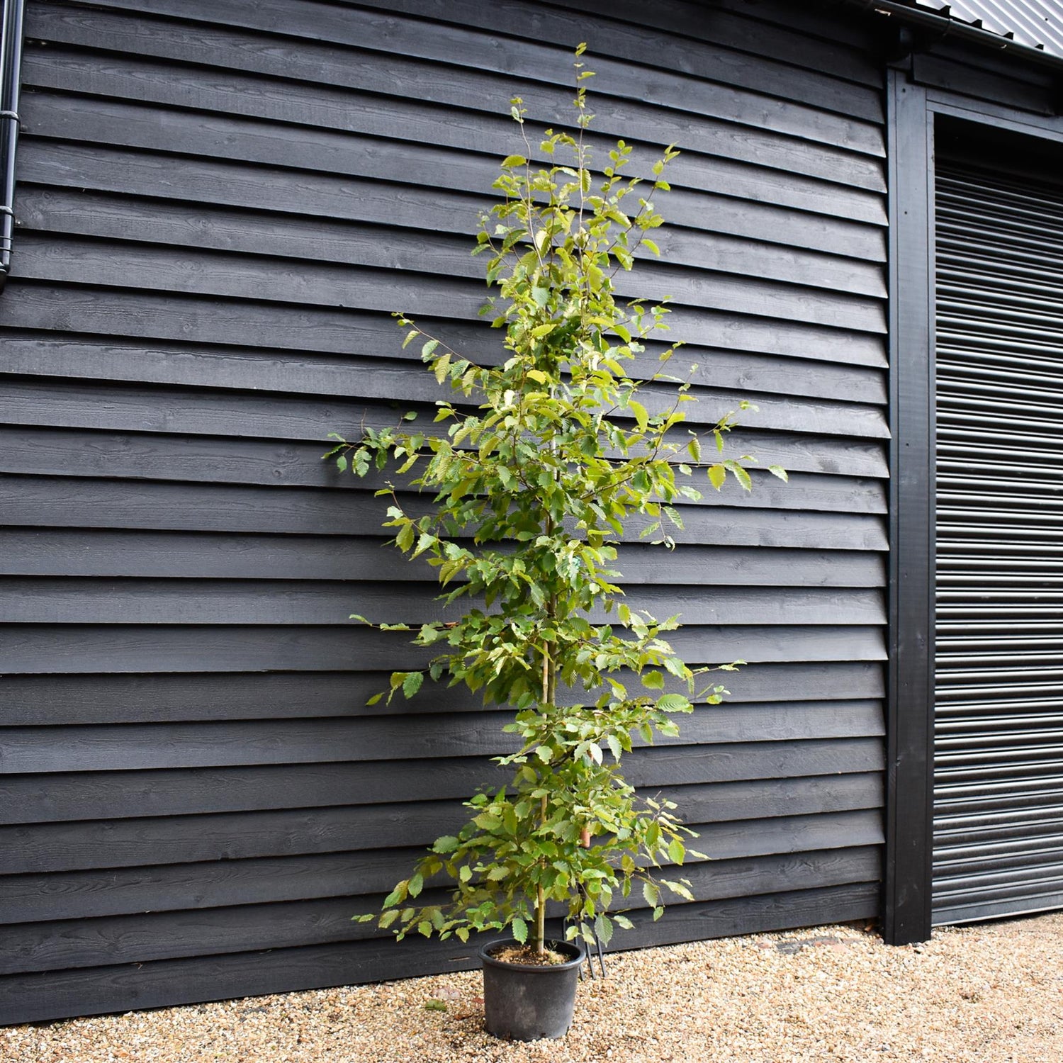 European Hornbeam | Carpinus betulus - Height 200-220cm, 20lt