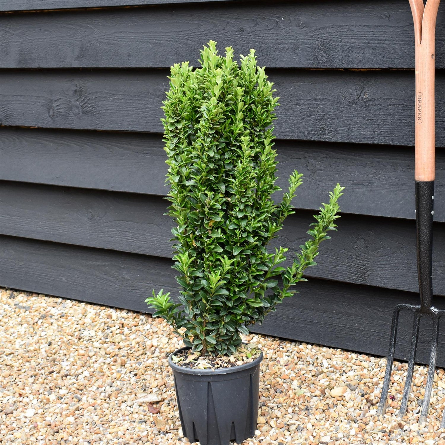 Euonymus japonicus 'Benkomasaki' | Japanese spindle - Height 60cm - 3lt