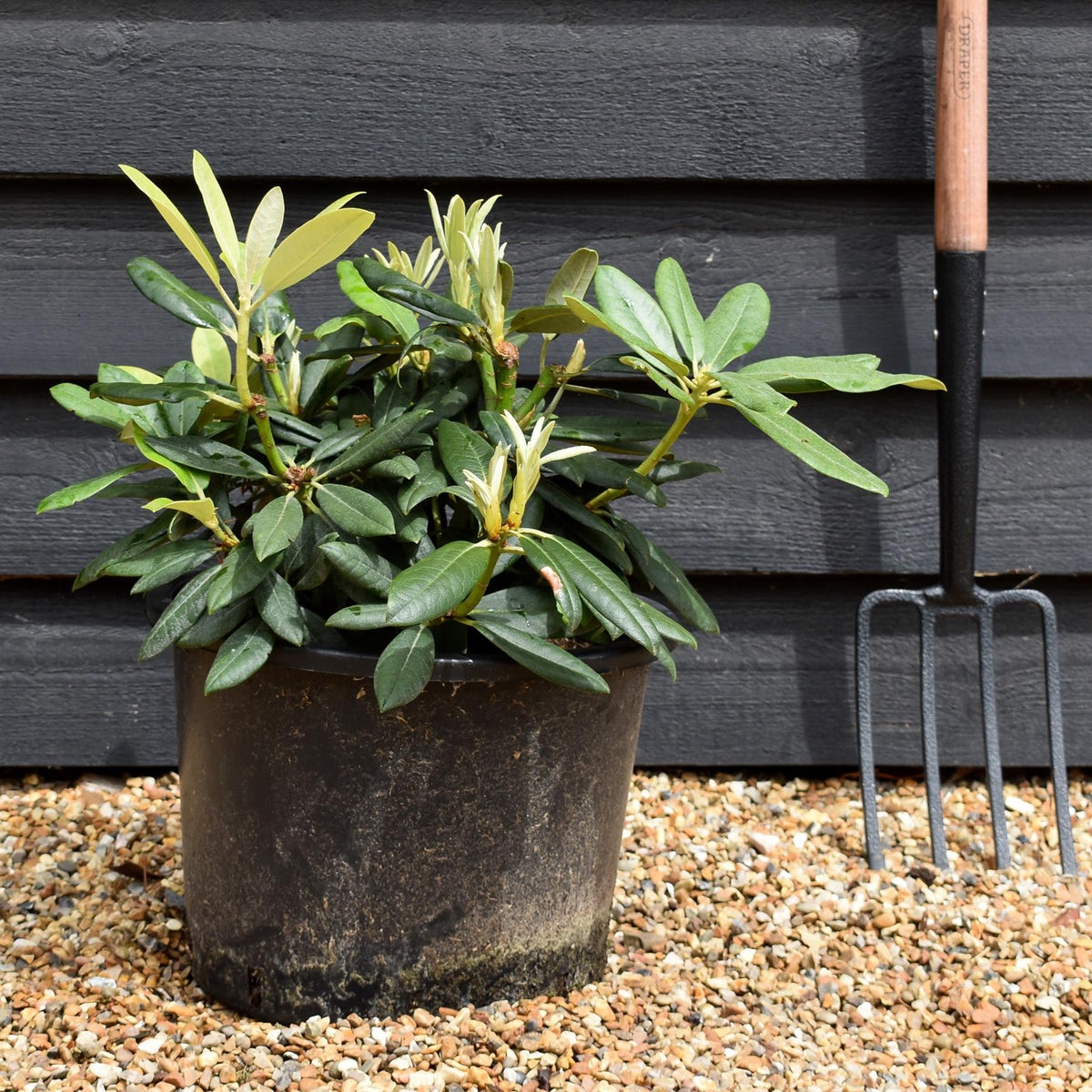 Rhododendron Yakushimanum  'Fantastica' - Shrub - Height 25-35cm - 20lt