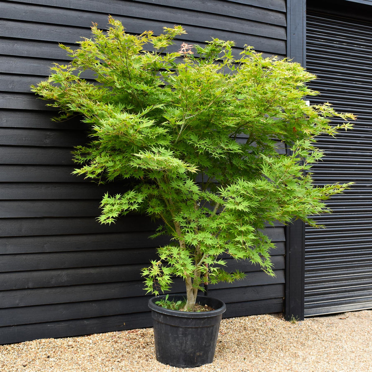 Acer palmatum 'Kogane Nishiki' | Japanese maple Golden Brocade - Specimen Tree - Height 220-230cm - 110lt
