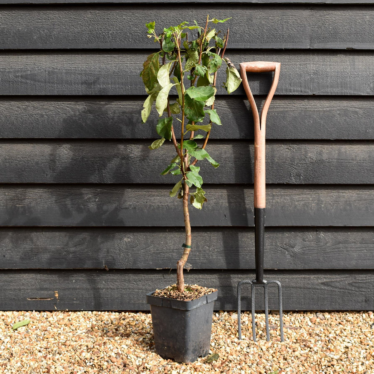 Prunus domestica 'Victoria' | Plum Tree - Patio Rootstock - Height 80-100cm - 7lt