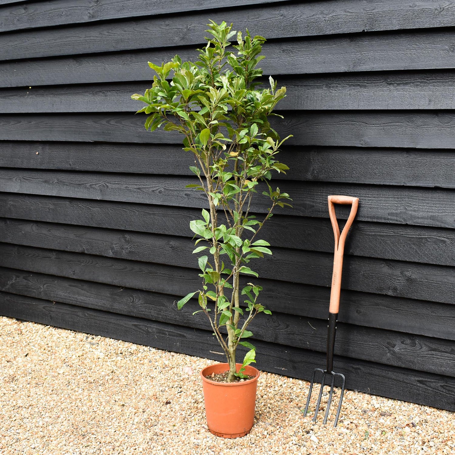 Magnolia Susan - 140-150cm - 10lt
