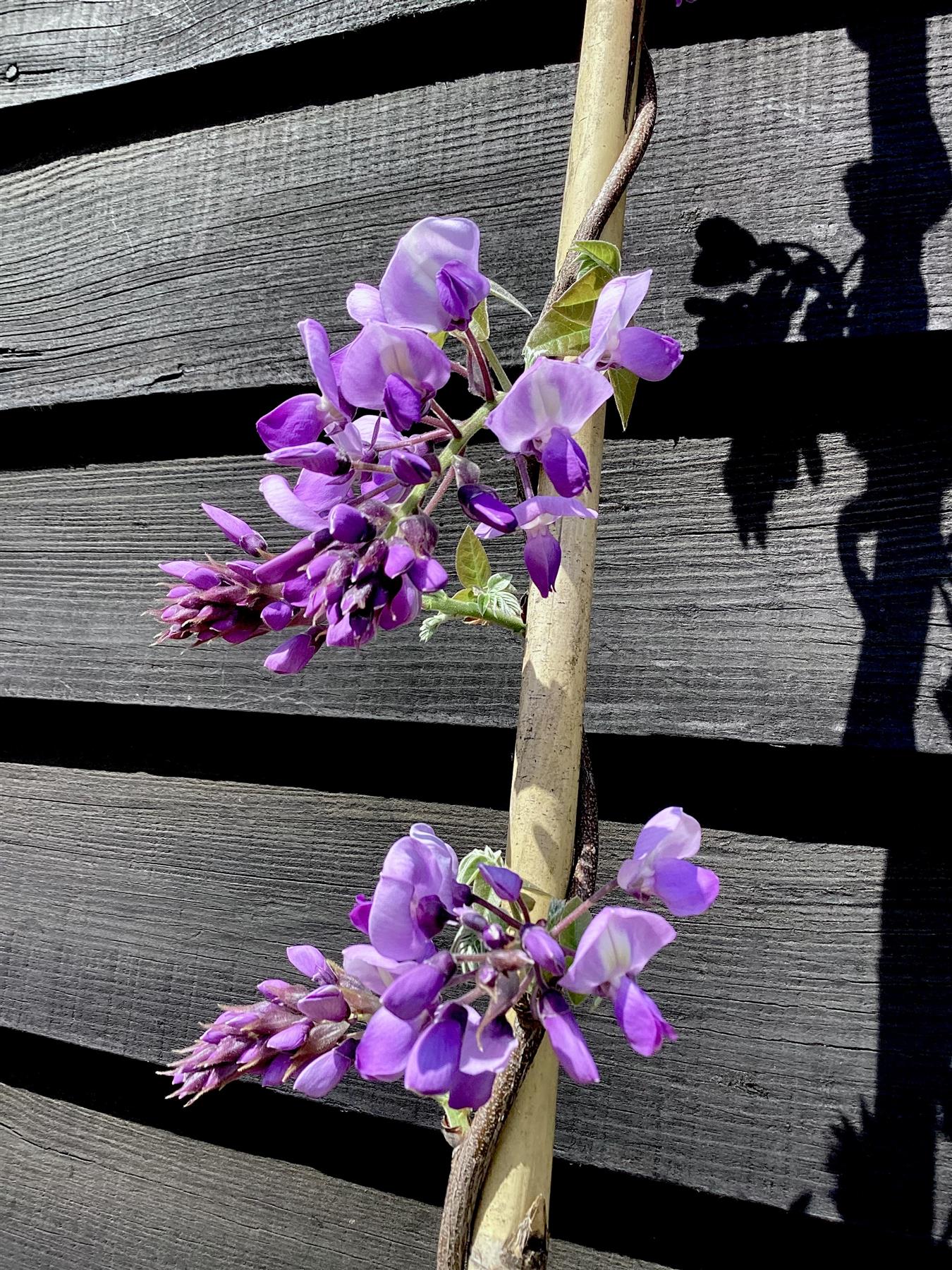 Wisteria brachybotrys 'Ikoyama fuji' | Silky Wisteria 'Ikoyama fuji' - Cane - 300-350cm - 12lt
