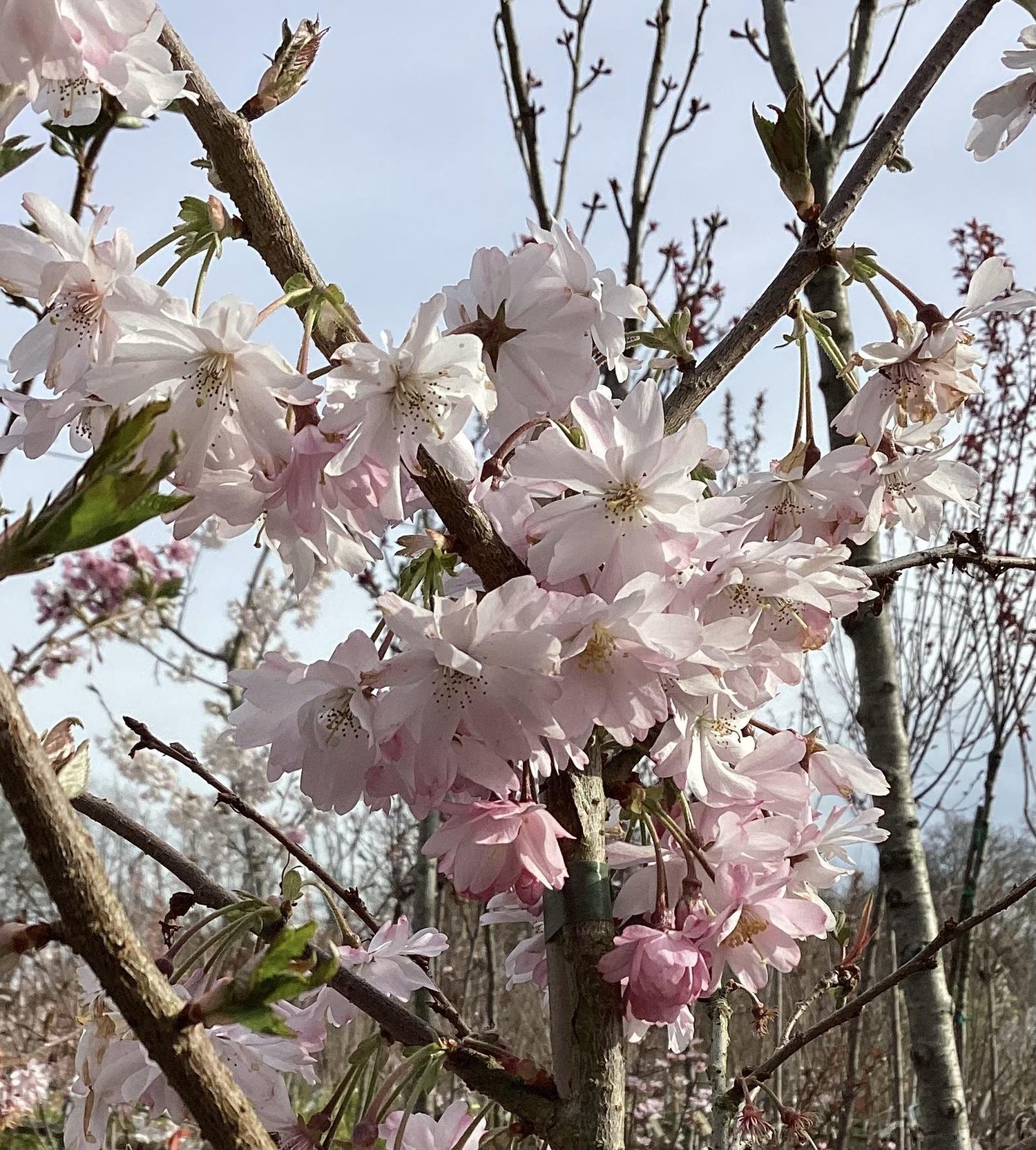 Prunus subhirtella Autumnalis | Winter-Flowering Cherry 'Autumnalis' - 300-320cmcm, 20lt
