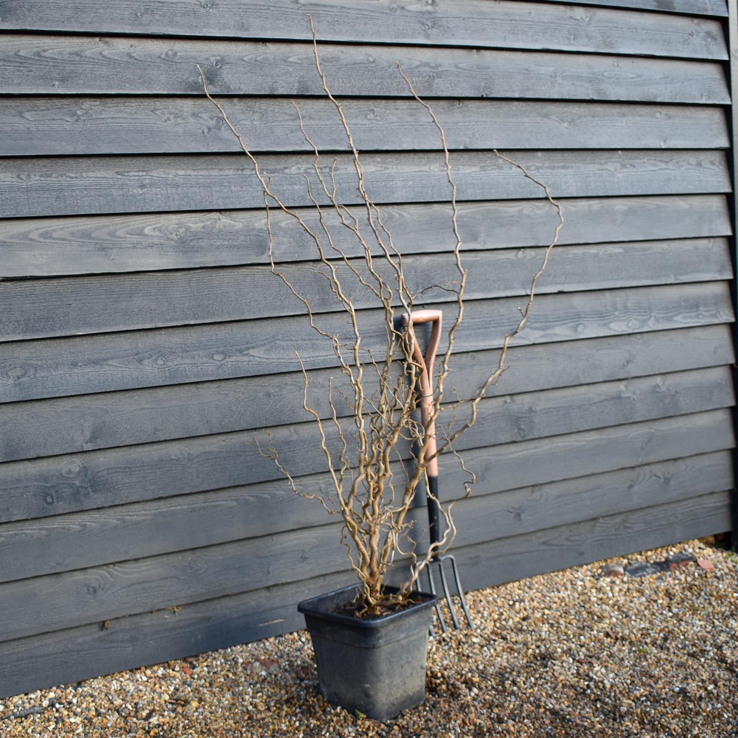 Corylus avellana 'Twister' | Corkscrew Hazel -Shrub - Height 150-160cm - 15lt