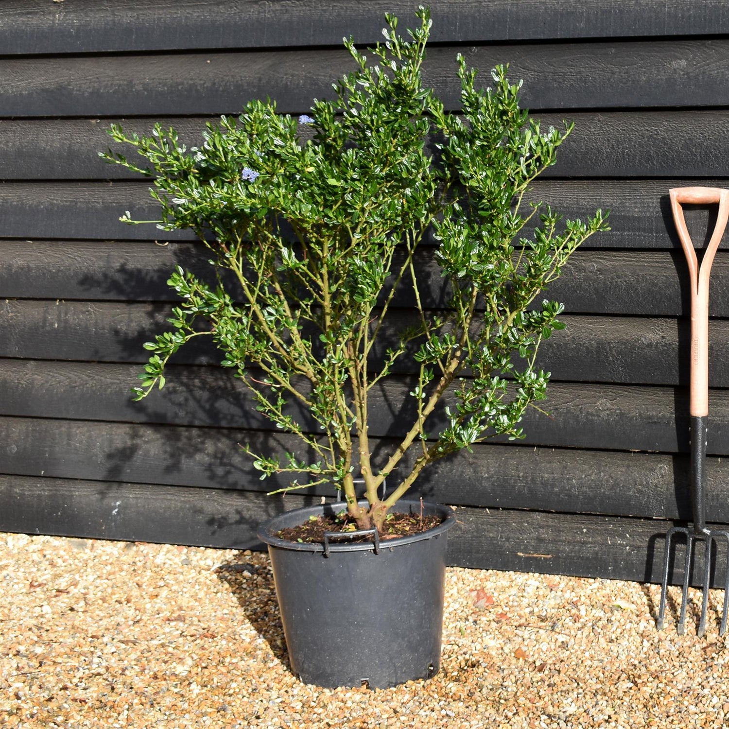 Ceanothus 'Victoria' - Bush - Height - 120-150cm - 30lt