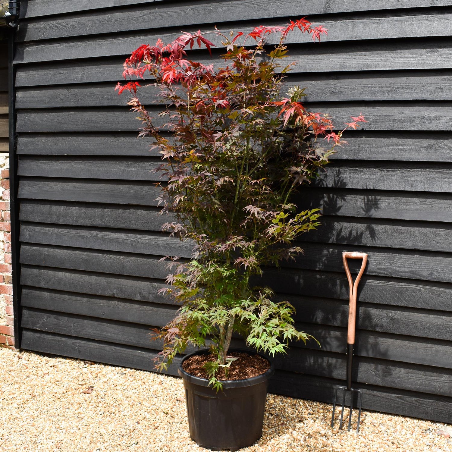 Japanese maple |Acer palmatum 'Atropurpureum' - Bushy - Height 180-190cm - 55lt
