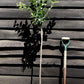 Plum tree 'Mirabelle de Nancy' | Prunus domestica - 100-120cm - 10lt