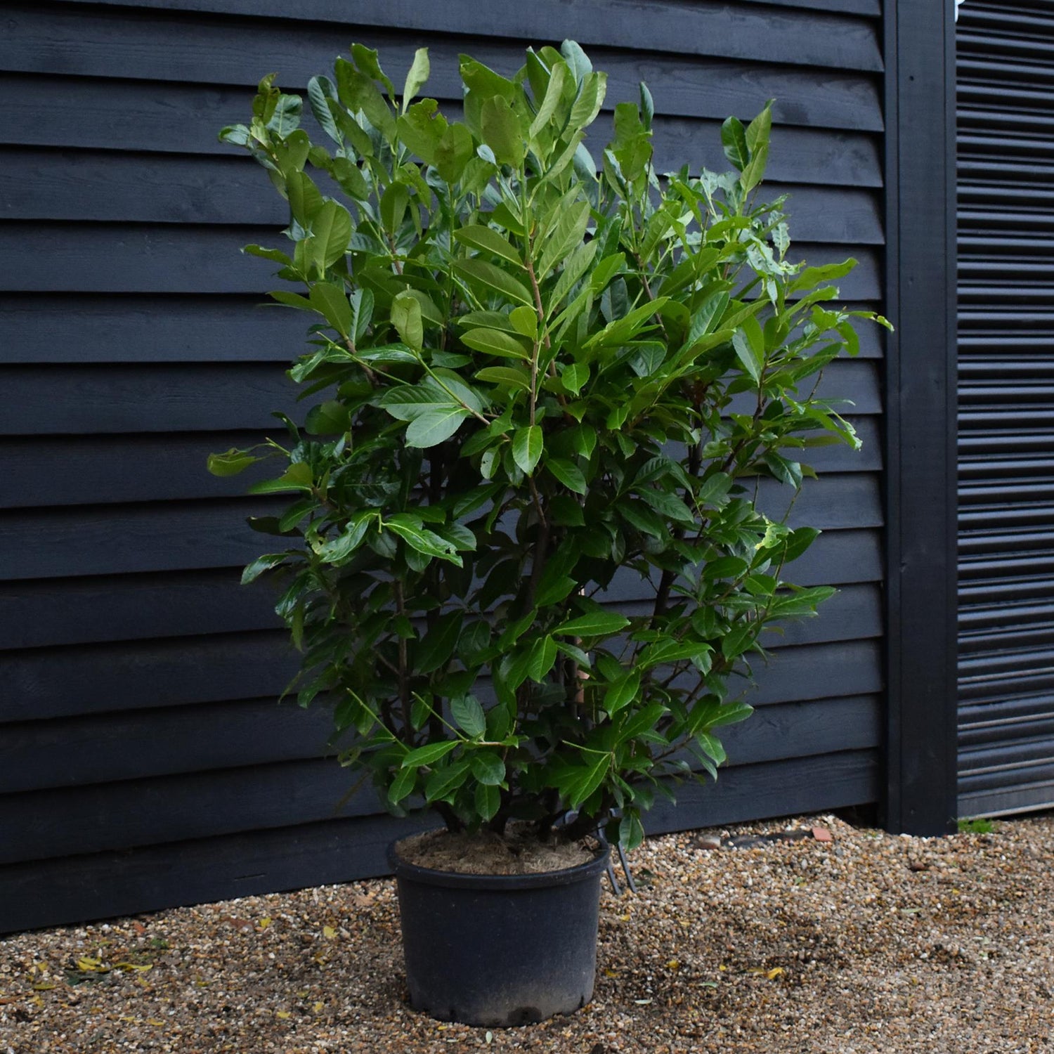 Cherry Laurel | Prunus Rotundifolia -  Height 140-160cm - 40lt