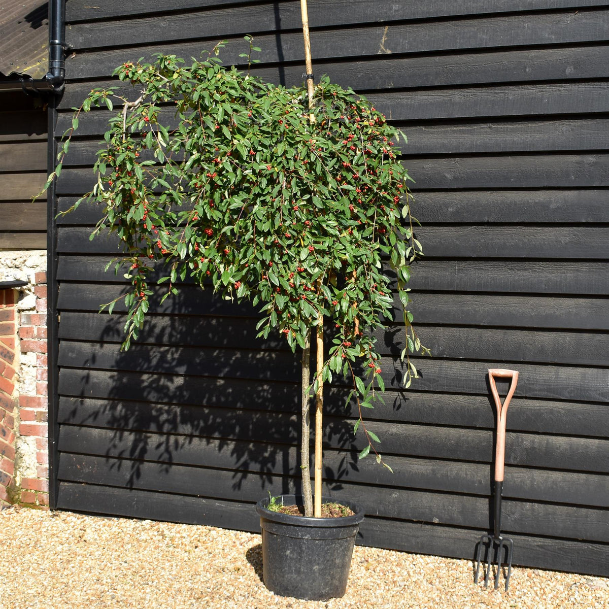 Cotoneaster 'Hybridus Pendulus' - Weeping Tree - Height 160-180cm - 50lt