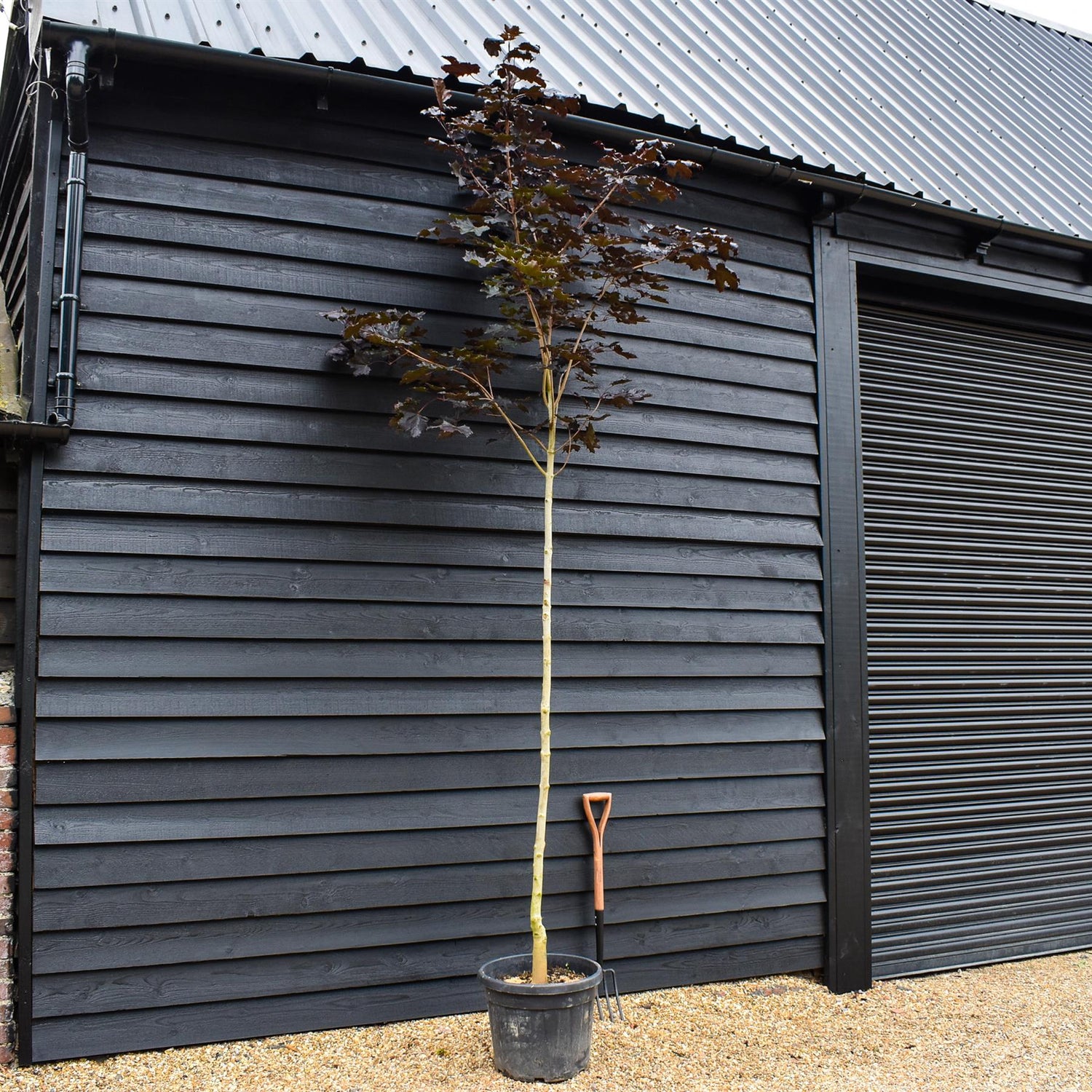 Purple-red Norway Maple | Acer platanoides 'Royal Red' - Height 320-360cm - Clear Stem - Girth 8-10cm - 45lt