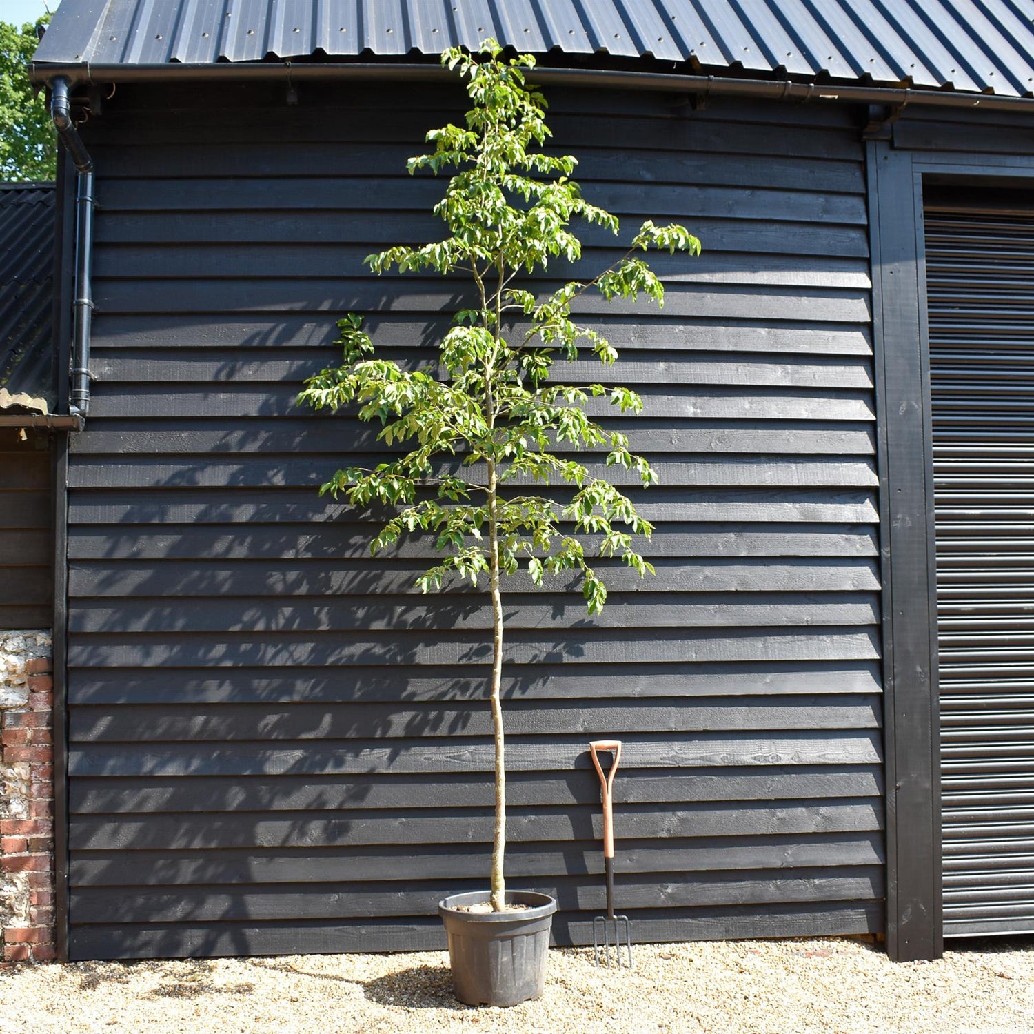European hop-hornbeam | Ostrya carpinifolia - Height 300-350cm - Girth 6-8cm - 45lt