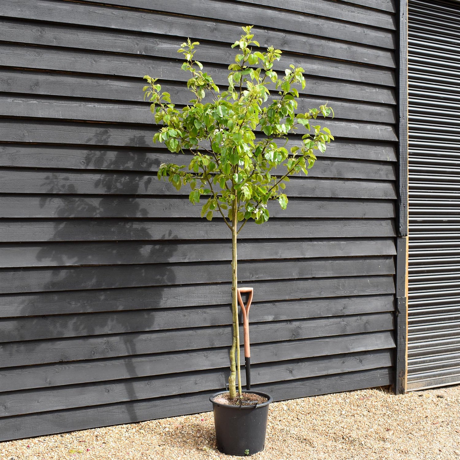 Pyrus calleryana 'Chanticleer' | Callery Pear  | Ornamental Pear Tree - Height 200-250cm - Girth 6-8cm - 30lt