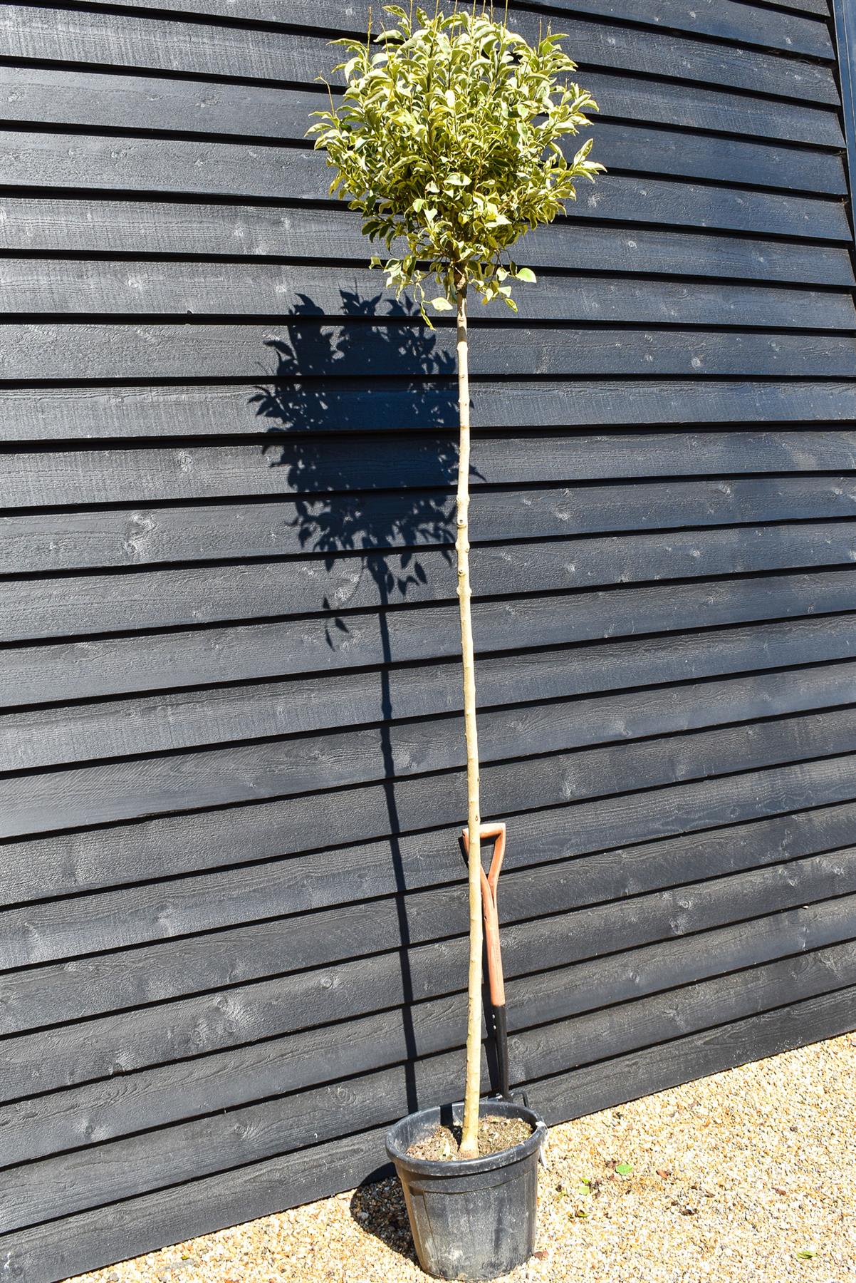 Golden Japanese Privet | Ligustrum Japonica 'Aureum' Varigated - Clear Stem 180cm - Girth 8-10cm - Height 250-280cm - 30lt