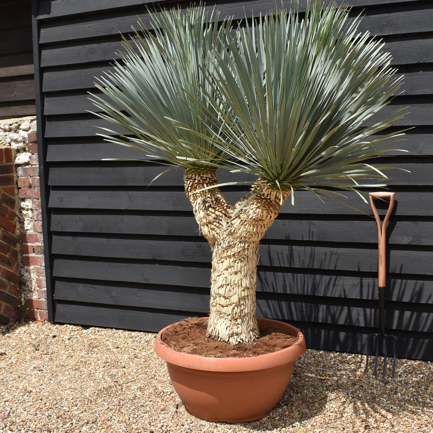Yucca rostrata 'Blue Swan' - Multi Stem 65-70cm - Height 150cm - 90lt