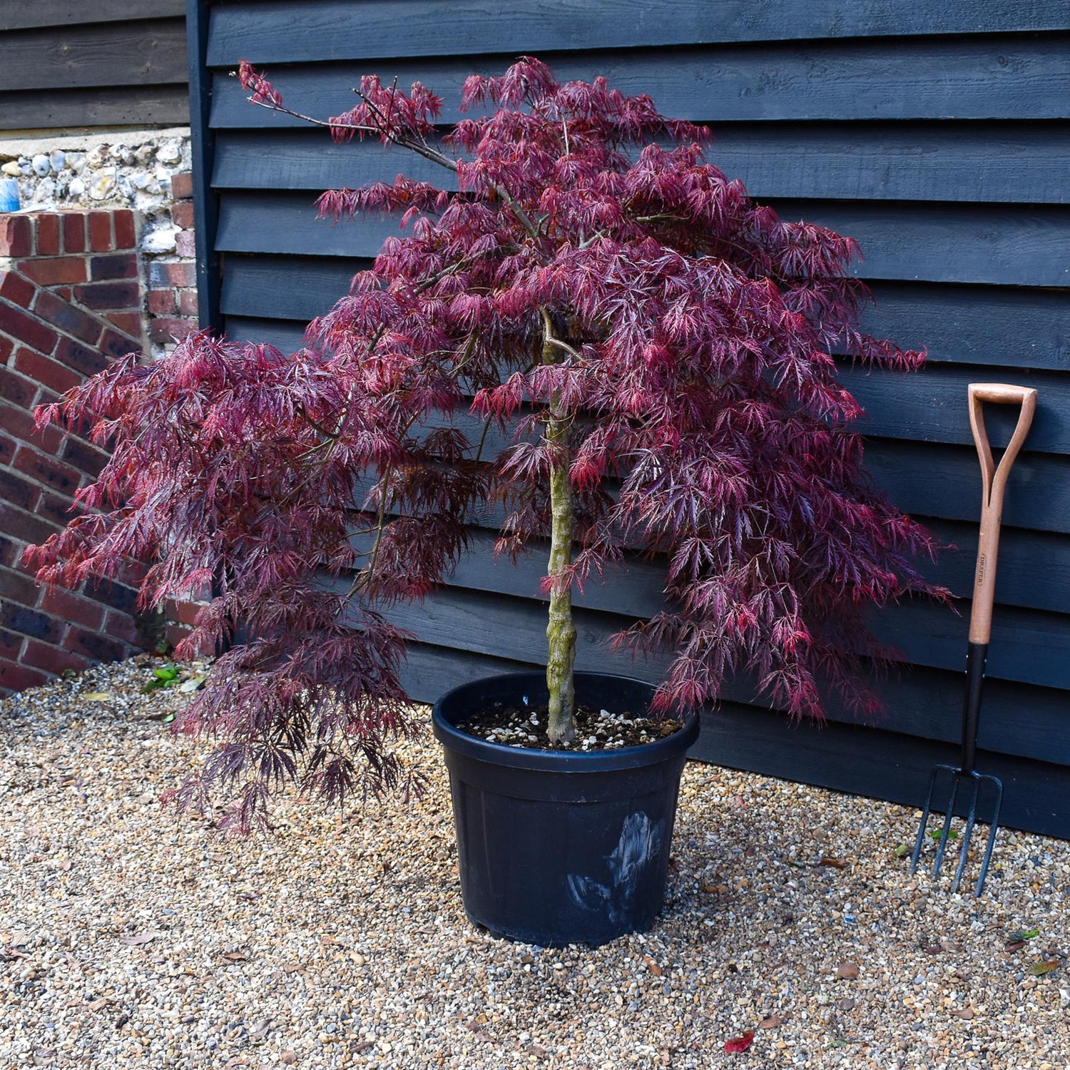 Acer palmatum 'Inaba-shidare' | Japanese maple - Clear Stem 80cm - Height 120-140cm - 55lt
