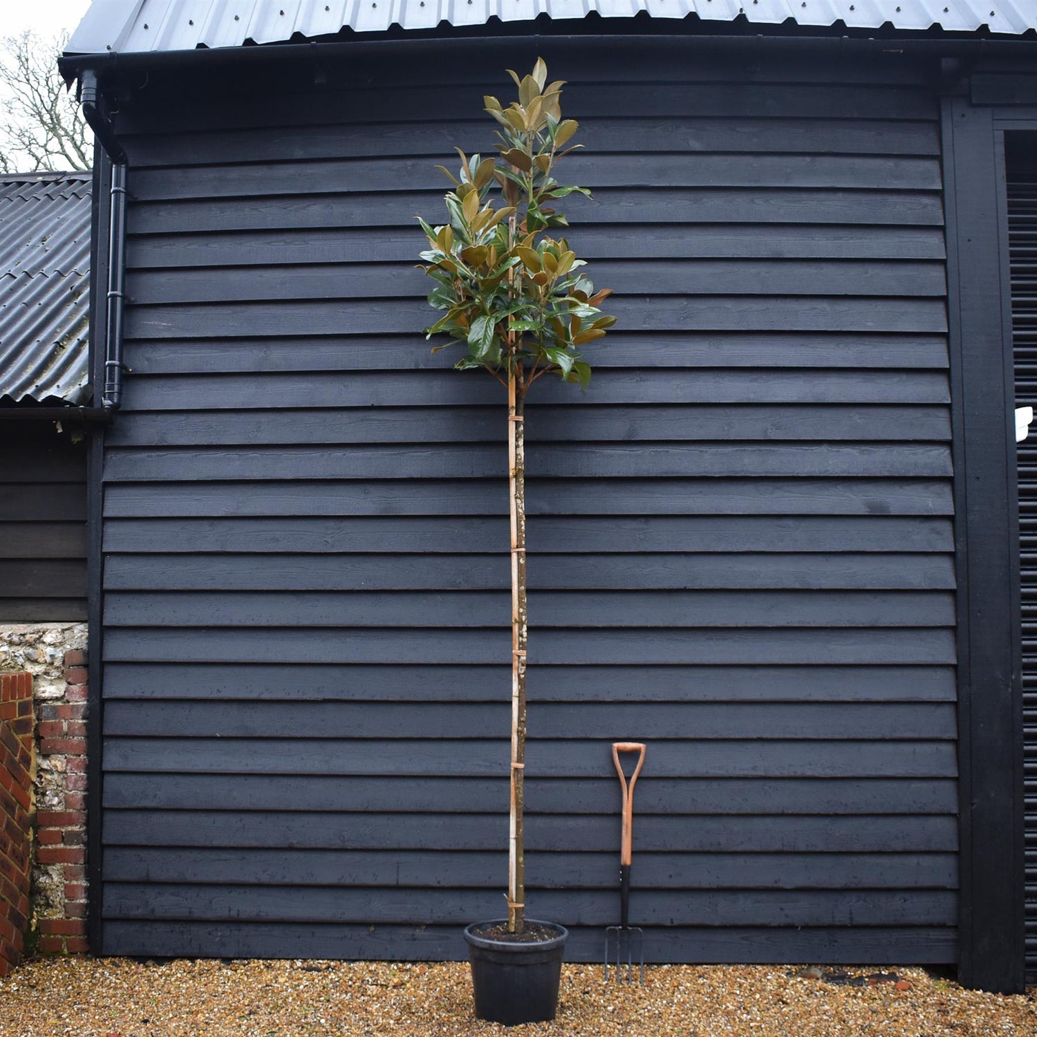 Magnolia Grandiflora 'Galissonniere' | Southern Magnolia 'Galissonniere' - Standard - Clear Stem 180-200cm - Girth 6-8cm - Height 290-300cm - 30lt