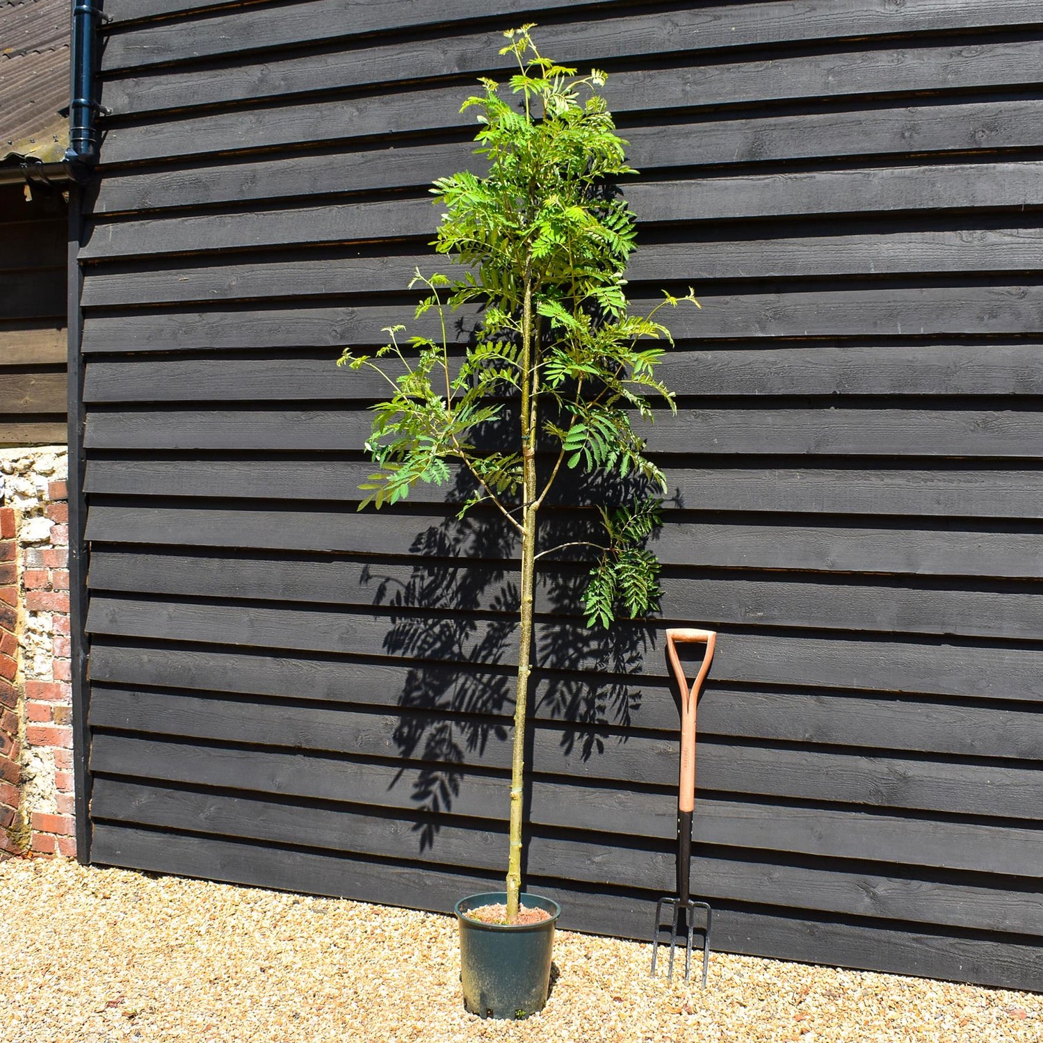 Sorbus aucuparia Asplenifolia | Rowan | Mountain Ash - Height 180-200cm - 12lt