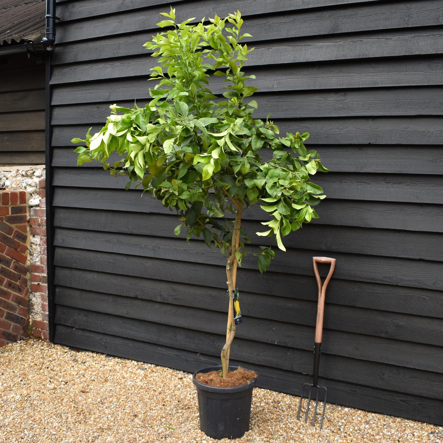 Lemon Tree | Citrus Limonero' - Tree -  Clear Stem 50cm - Height 180-190cm - 25lt