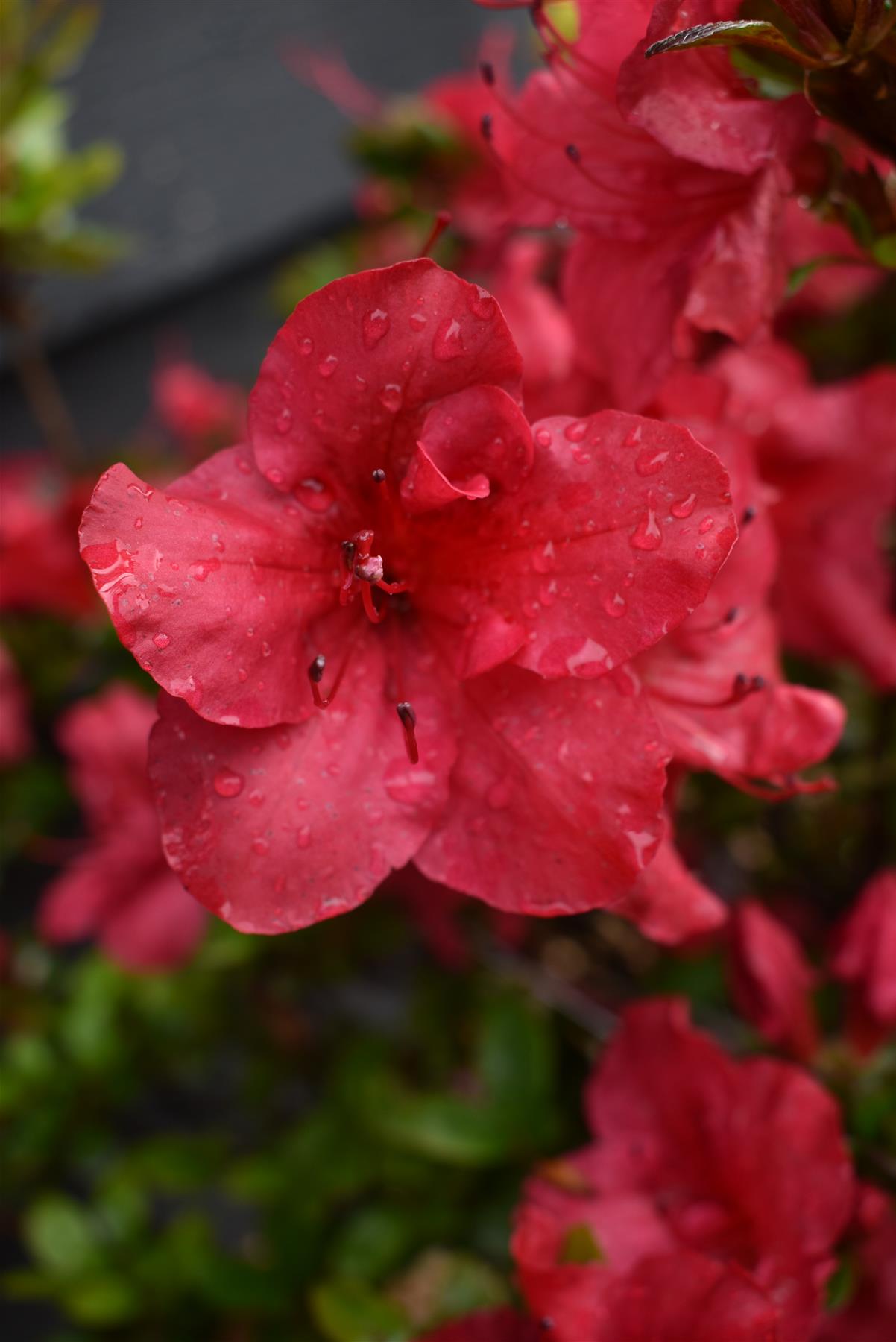 Azalea Japonica Johanna| Rhododendron Johanna - 50-60cm, 7lt