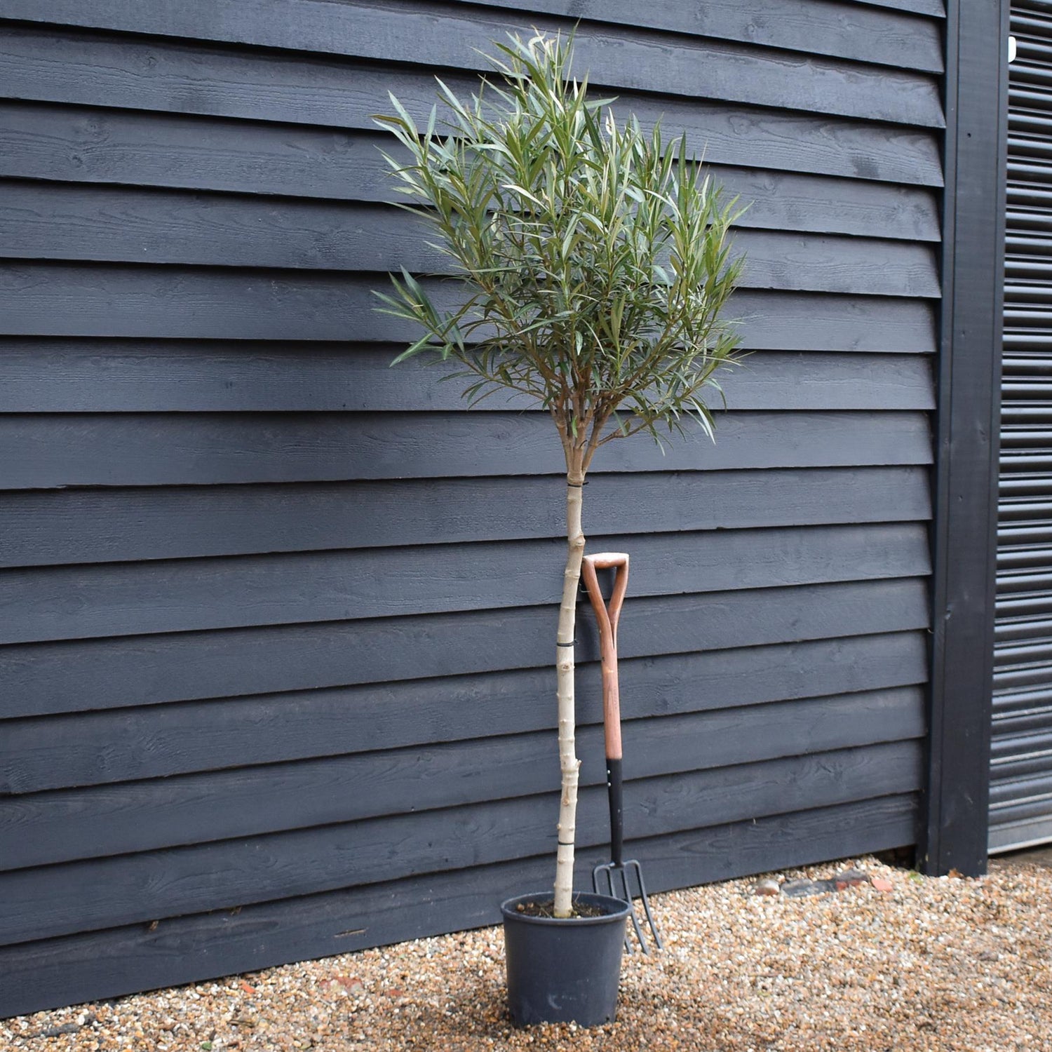 Nerium oleander - Albicocca Semplice - Clear Stem 90-100cm - Height 150-170cm - 15lt