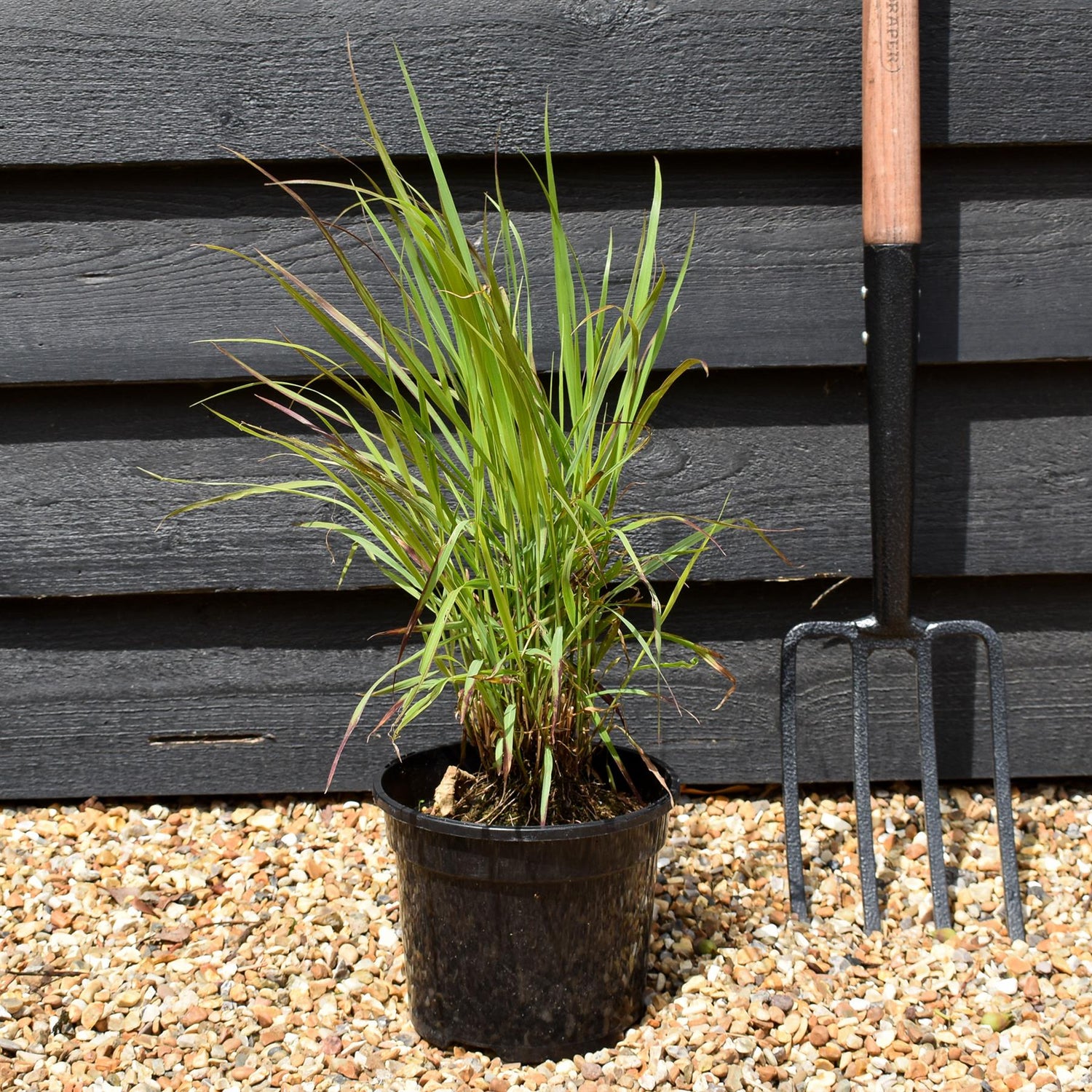 Panicum virgatum 'Shenendoah' - Grass - Perennial -3lt