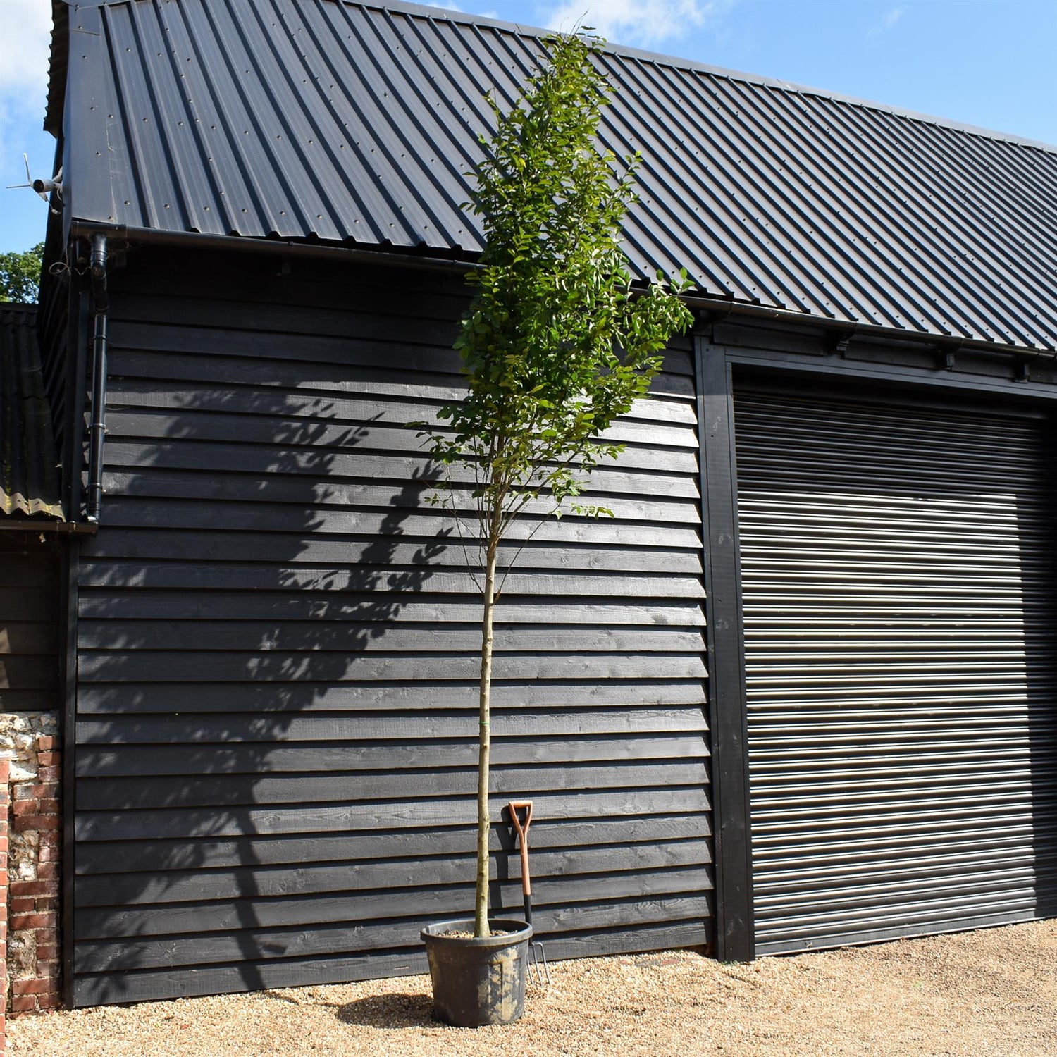 Hornbeam Fastigata | Carpinus betulus 'Fastigiata'  - Girth 10-12cm - Height 280-320cm - 70lt