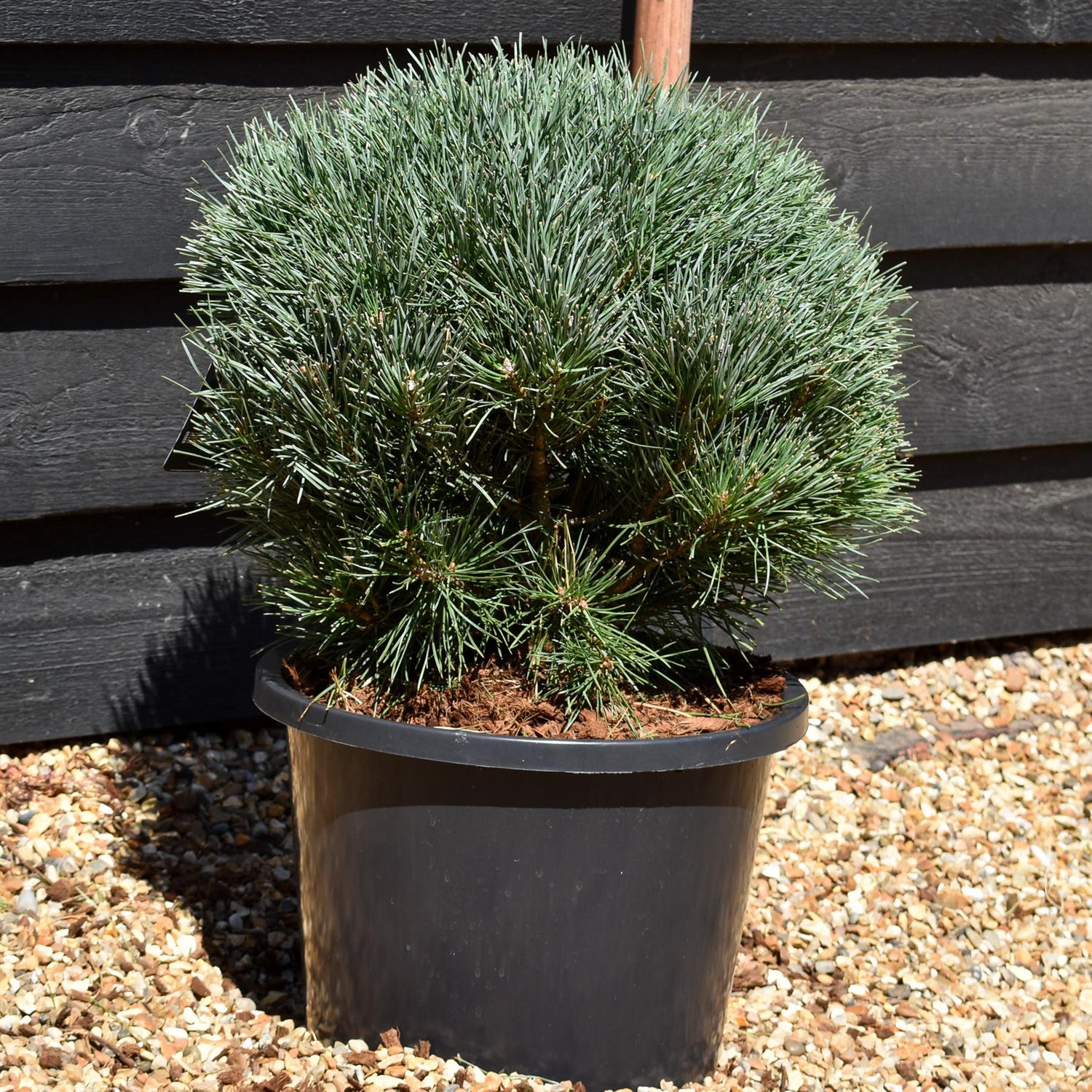 Pinus sylvestris 'Watereri' | Scots pine - Height 30cm-40cm - Width 40cm-50cm - 15lt