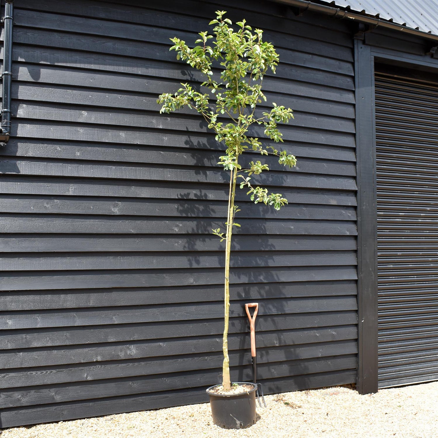 Crab Apple 'Red Siberian' | Malus  - Clear Stem - Height 250-300cm - Girth 6-8cm - 45lt