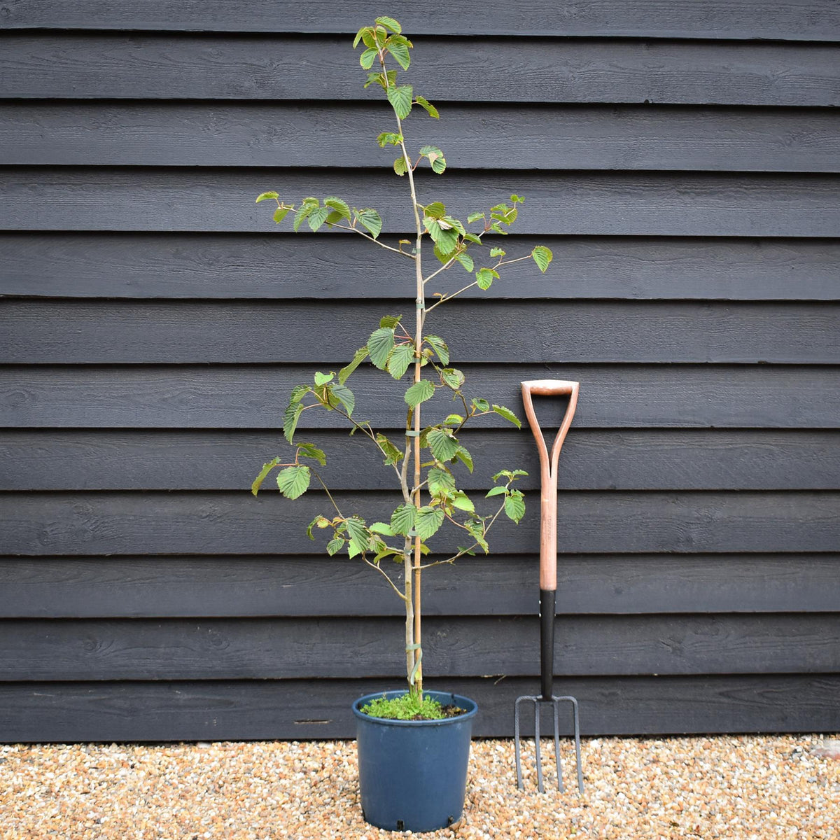 Davidia involucrata | Hankerchief Tree - Height 150-160cm - 12lt