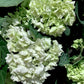Hydrangea Original Mophead - White | White Hydrangea 50-60cm - 8lt