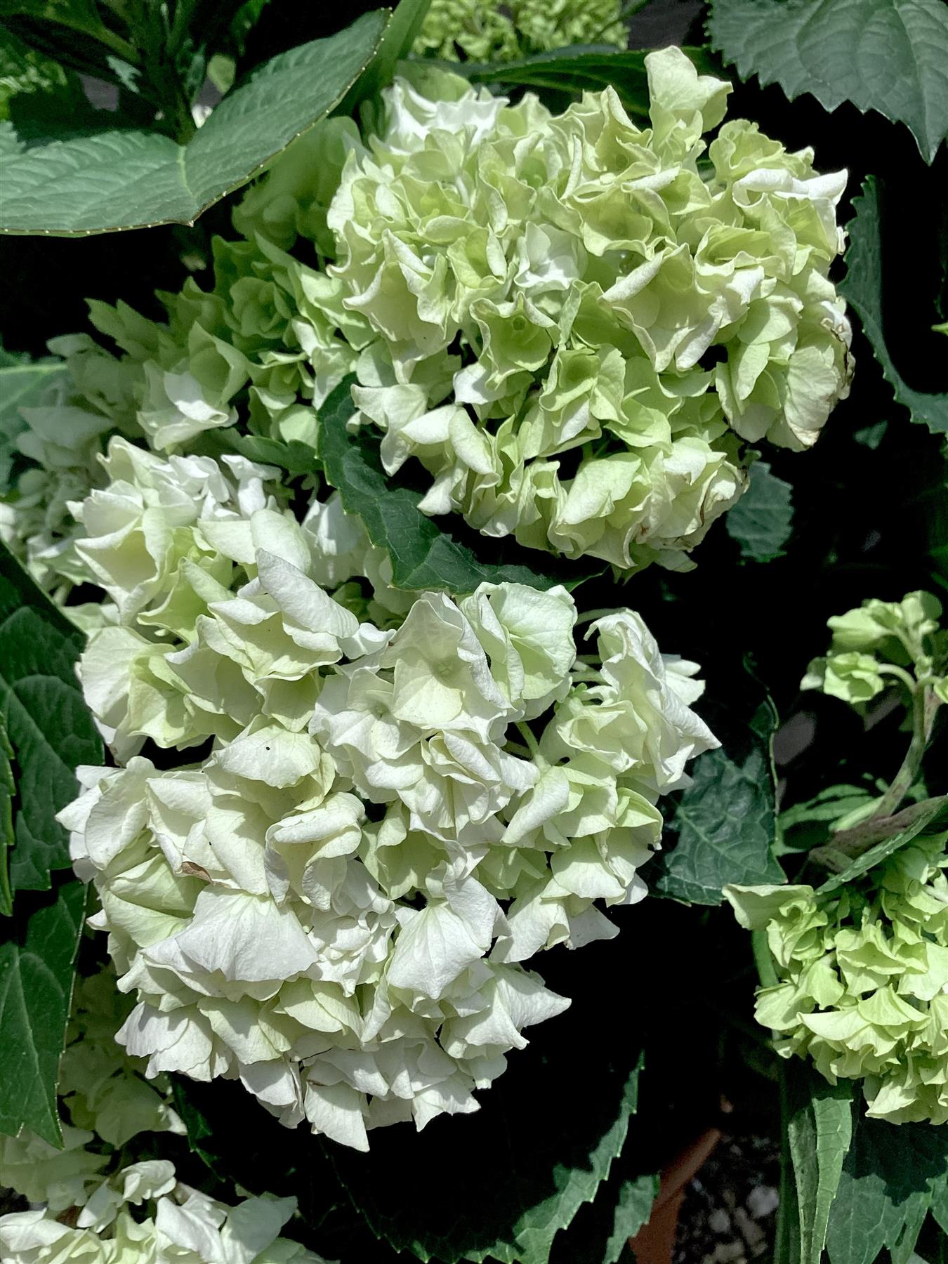 Hydrangea Original Mophead - White | White Hydrangea 50-60cm - 8lt