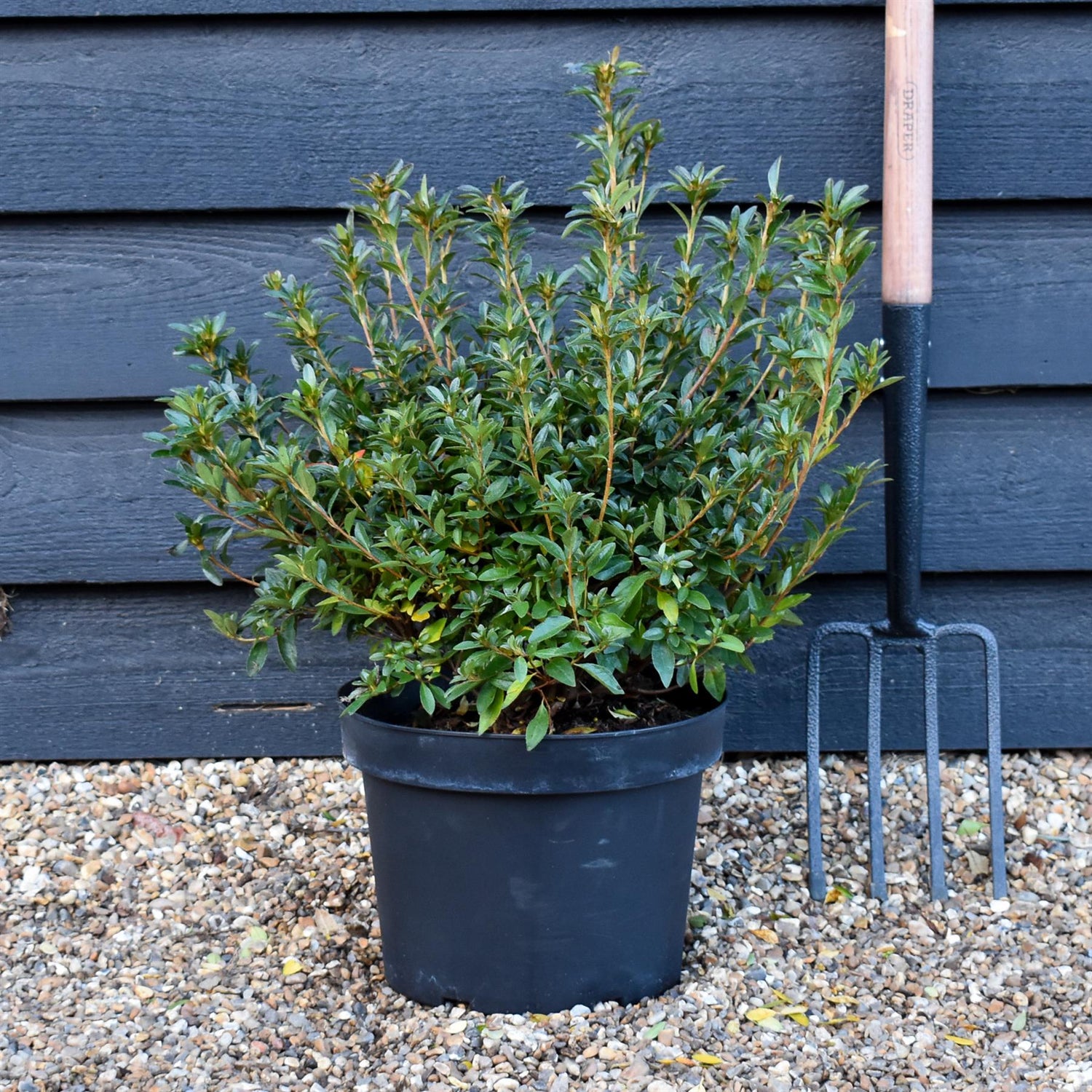 Azalea Japonica Silvester - Purple-Pink Flower| Rhododendron Silvester  - Bushy - Height 45-55cm - 10lt