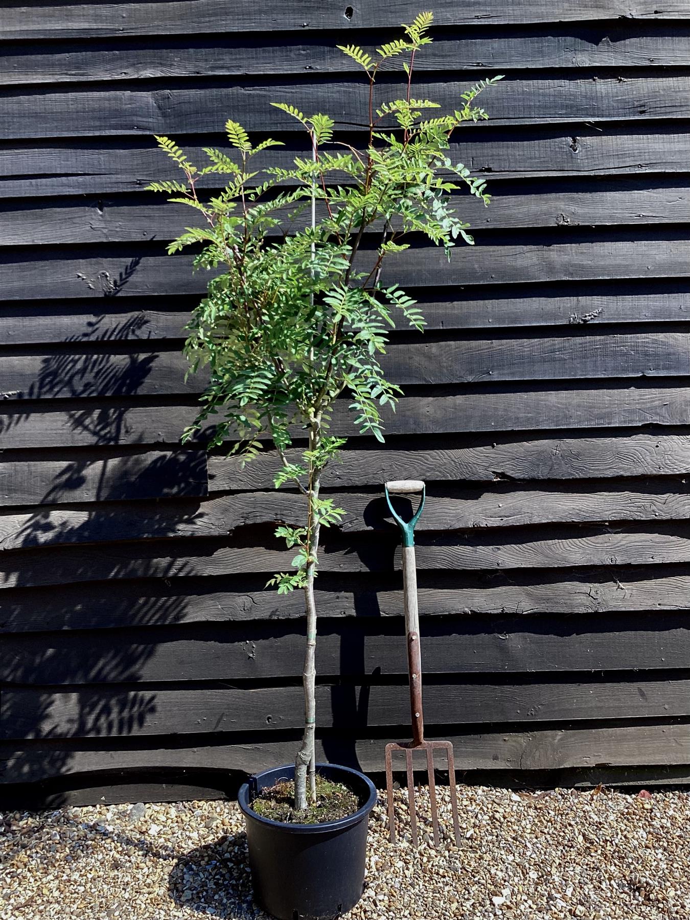 Sorbus cashmiriana | Kashmir Rowan - 170-180cm, 20lt