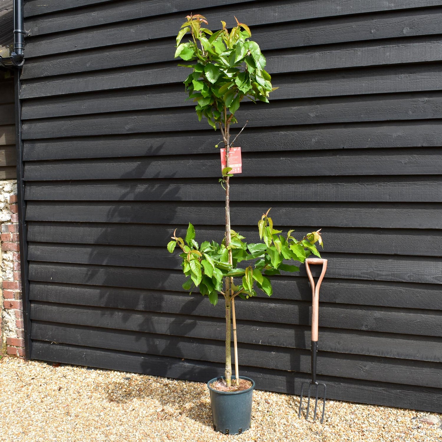 Cherry 'Stella' half-standard | Prunus avium - Height 160-180cm - 12lt