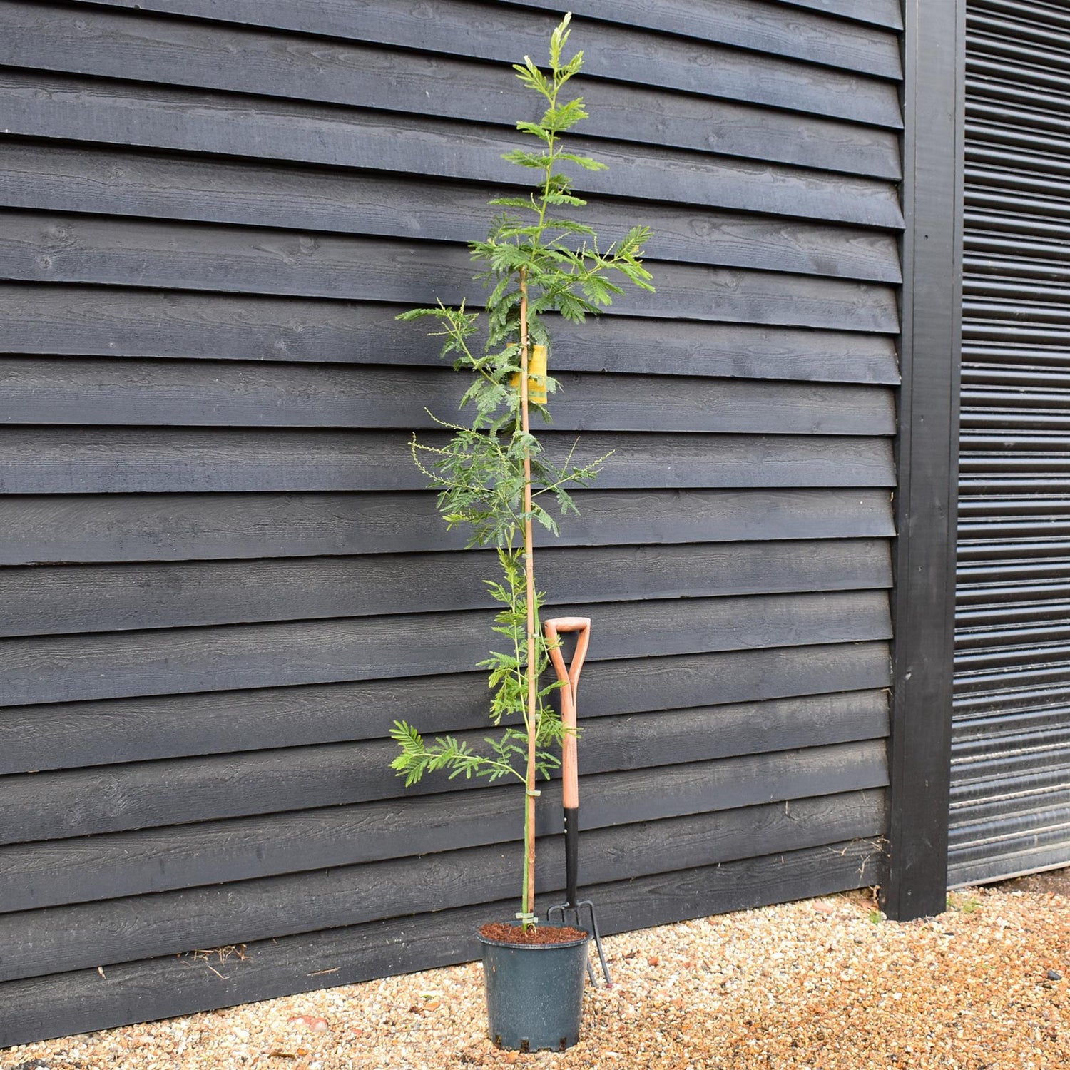Acacia dealbata 'Gaulois Astier' | Mimosa Tree - Height 140-180cm, 10lt