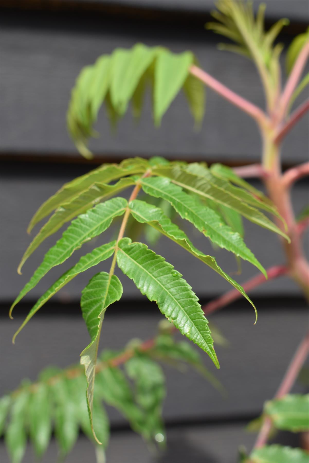 Rhus Typhina| Staghorn Sumac - Height 80-120cm - 10lt