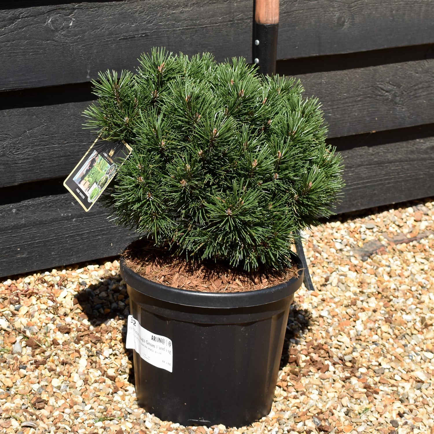 Pinus mugo 'Gnom Findling' | Dwarf mountain pine - Height 25-35cm - 7.5lt