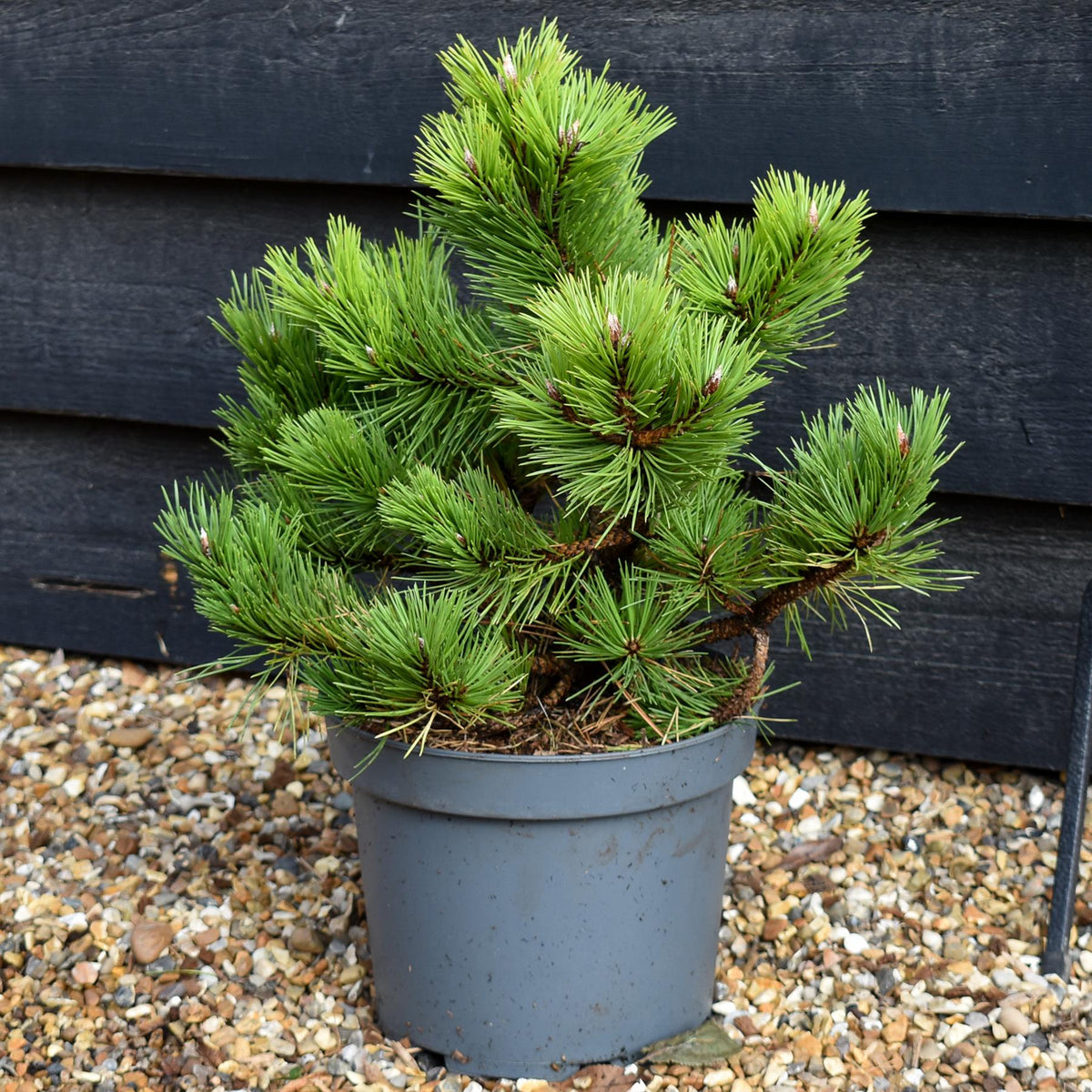 Pinus mugo 'Gnom' | Dwarf mountain pine - Height 30-35cm - 5lt