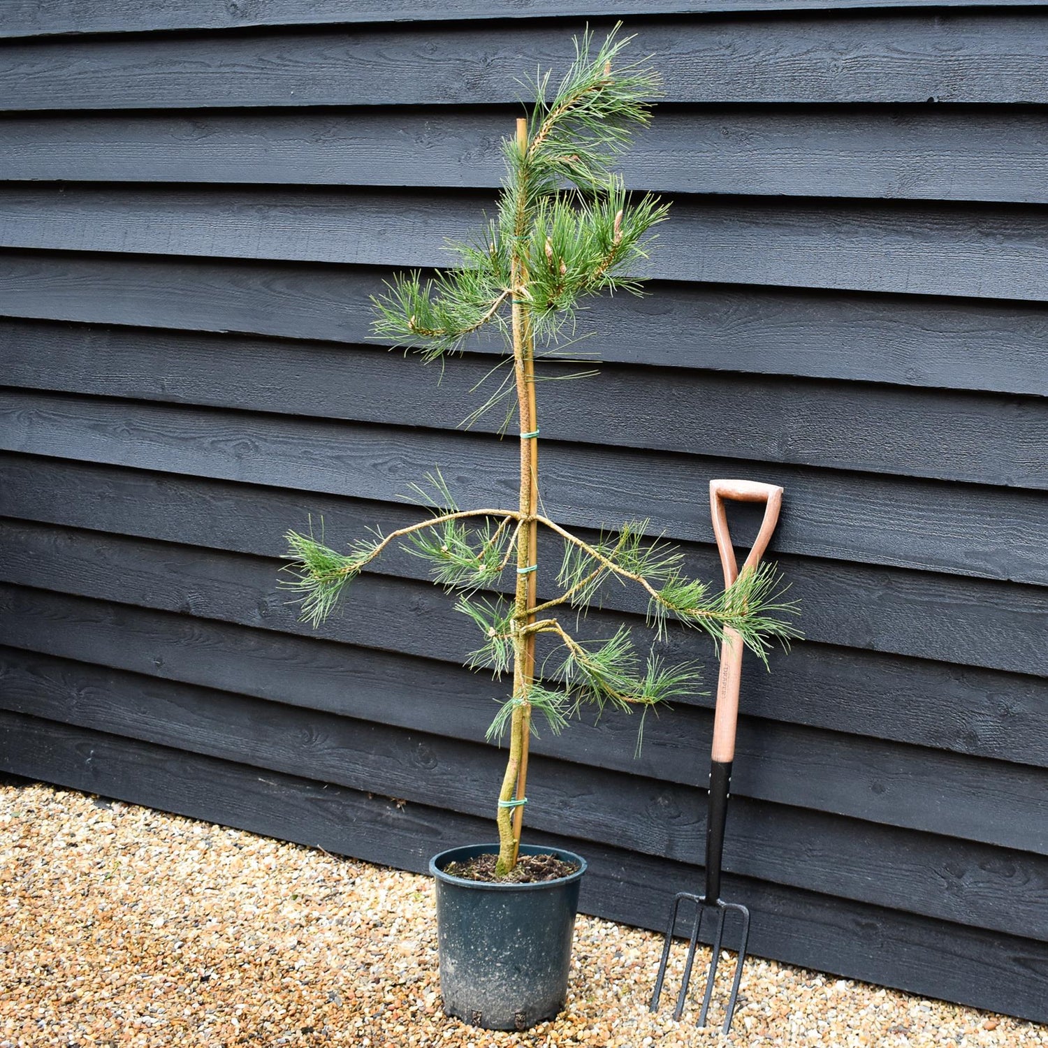 Pinus tabuliformis - Chinese Red Pine - Height 100-125cm - 12lt