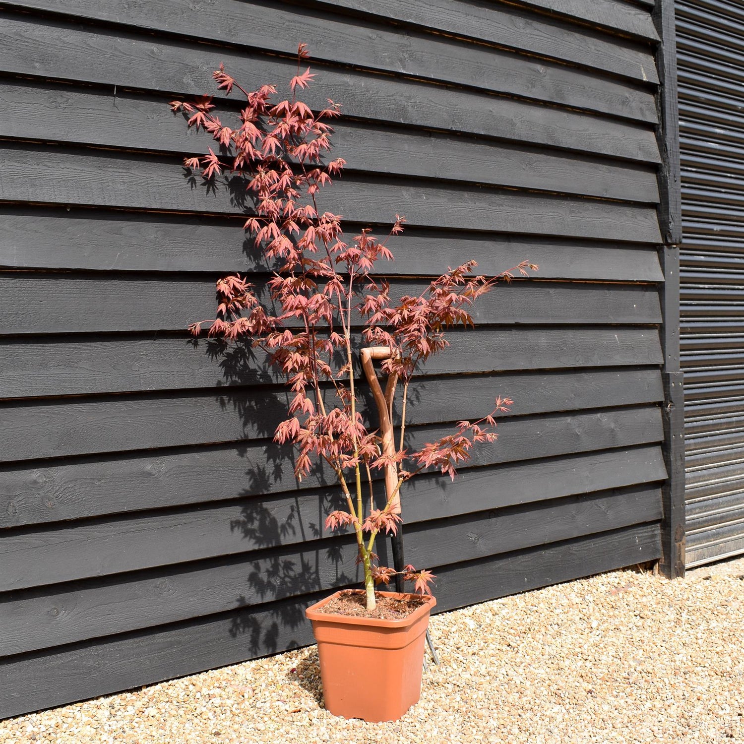 Japanese maple 'Brown Sugar' | Acer palmatum 'Brown Sugar' - Height 150-160cm - 20-25lt