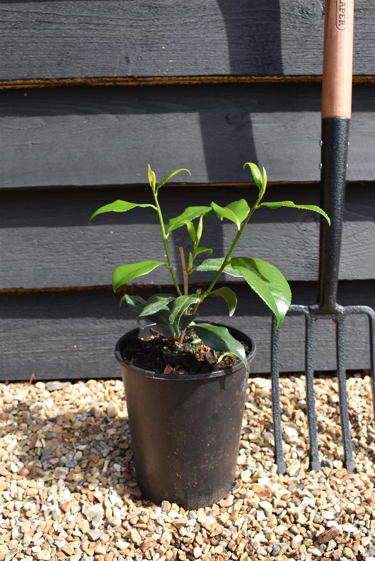 Camellia japonica 'Lady Vansittart' - Shrub - 3lt