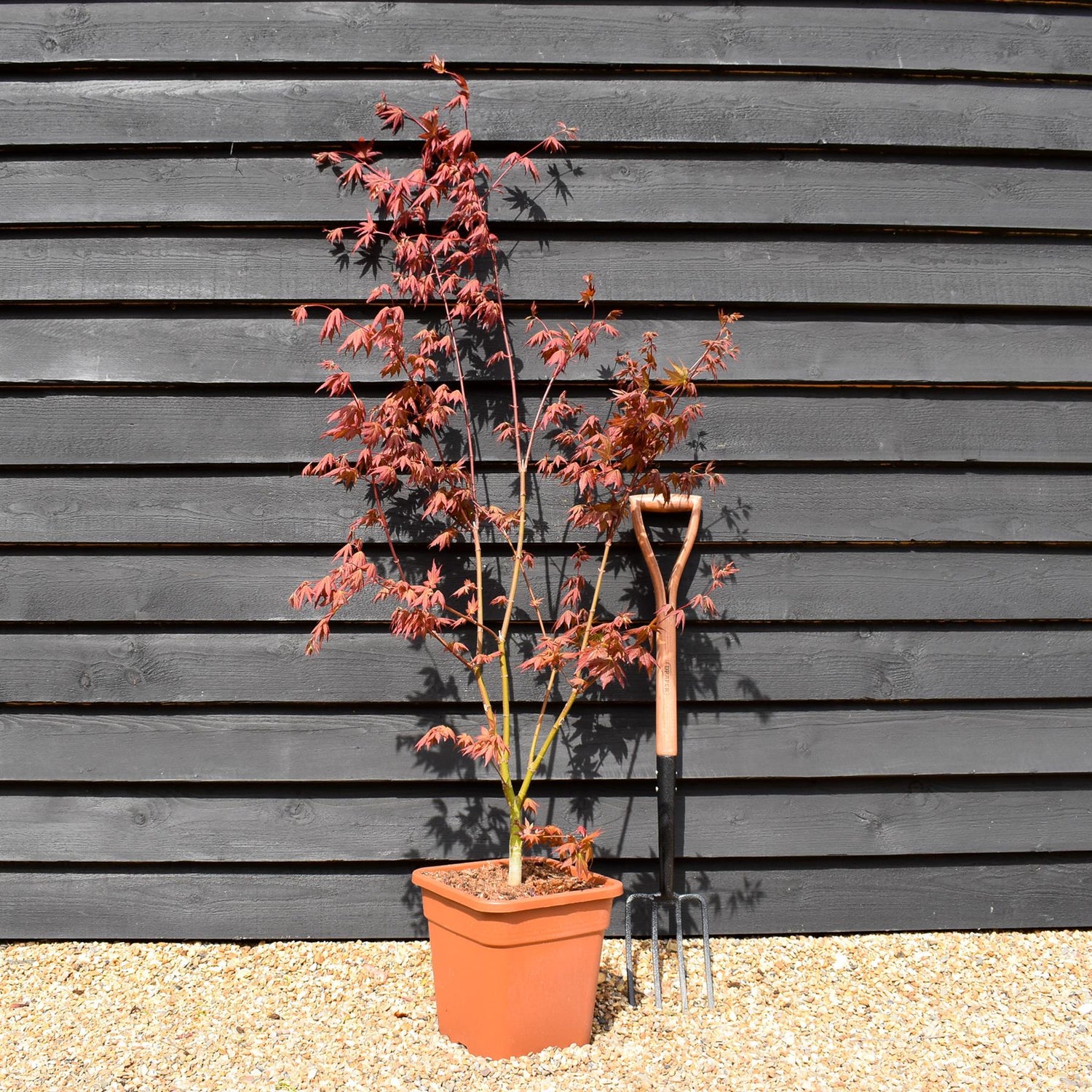 Japanese maple 'Brown Sugar' | Acer palmatum 'Brown Sugar' - Height 150-160cm - 20-25lt