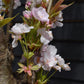 Prunus amanogawa |Milky Way Cherry -  Girth 26cm - Height 400cm - 180lt
